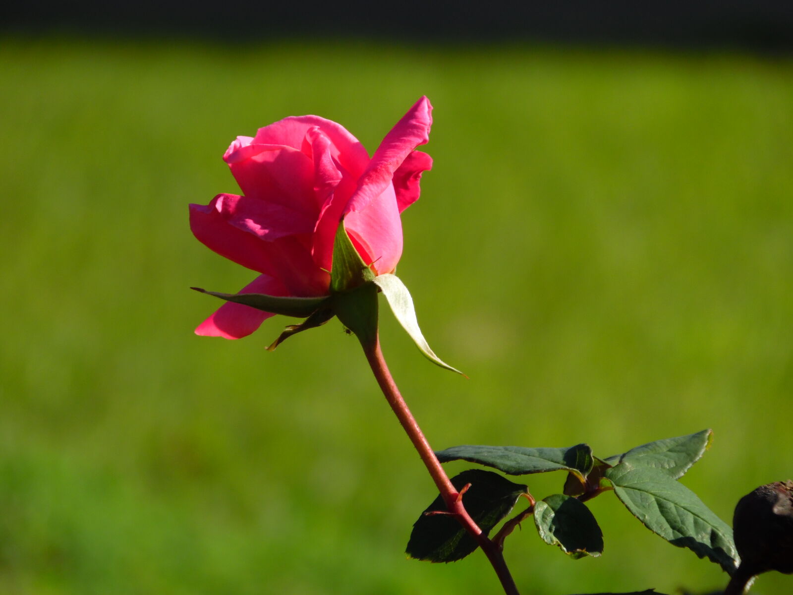 Samsung WB1100F/WB1101F/WB1102F sample photo
