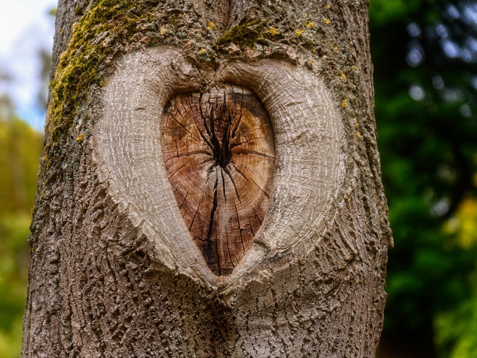 Nikon Z6 sample photo. Tree, tribe, branch photography