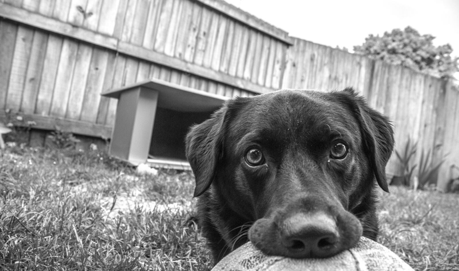 Canon EOS 600D (Rebel EOS T3i / EOS Kiss X5) sample photo. Animal, black, and, white photography