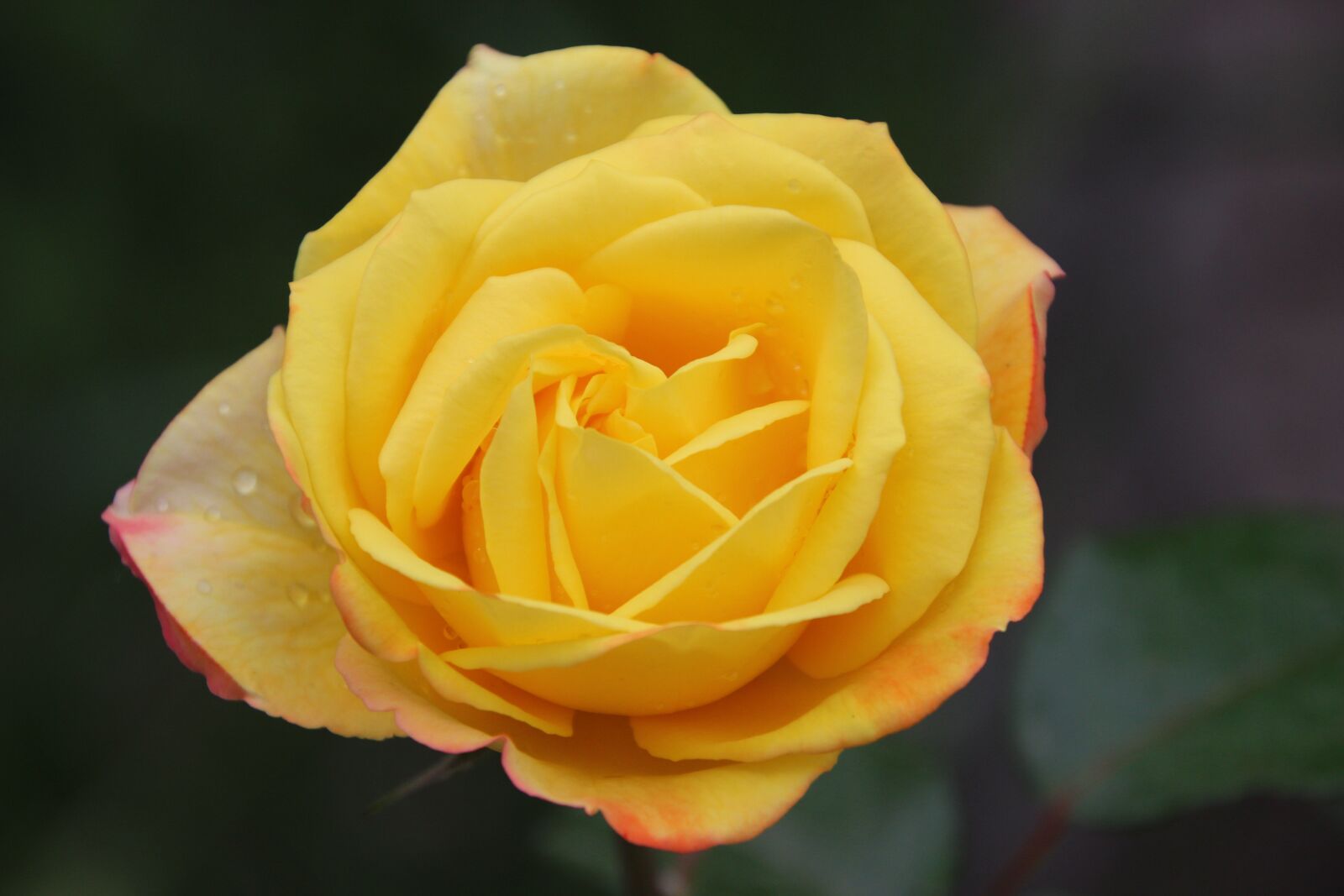 Canon EOS 600D (Rebel EOS T3i / EOS Kiss X5) sample photo. Rose, flower, petals photography