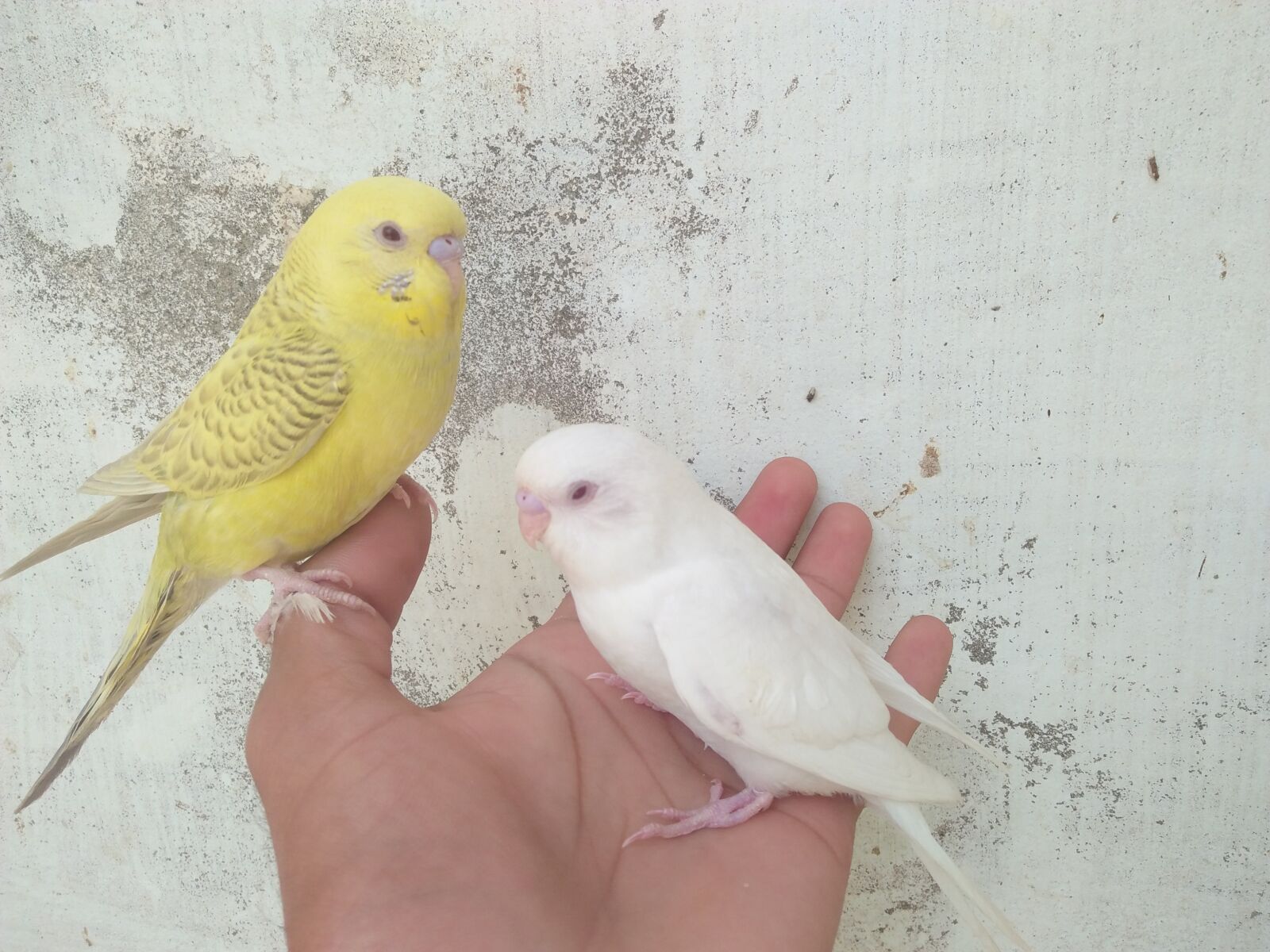 OPPO A37fw sample photo. Budgies, parrots, baby photography