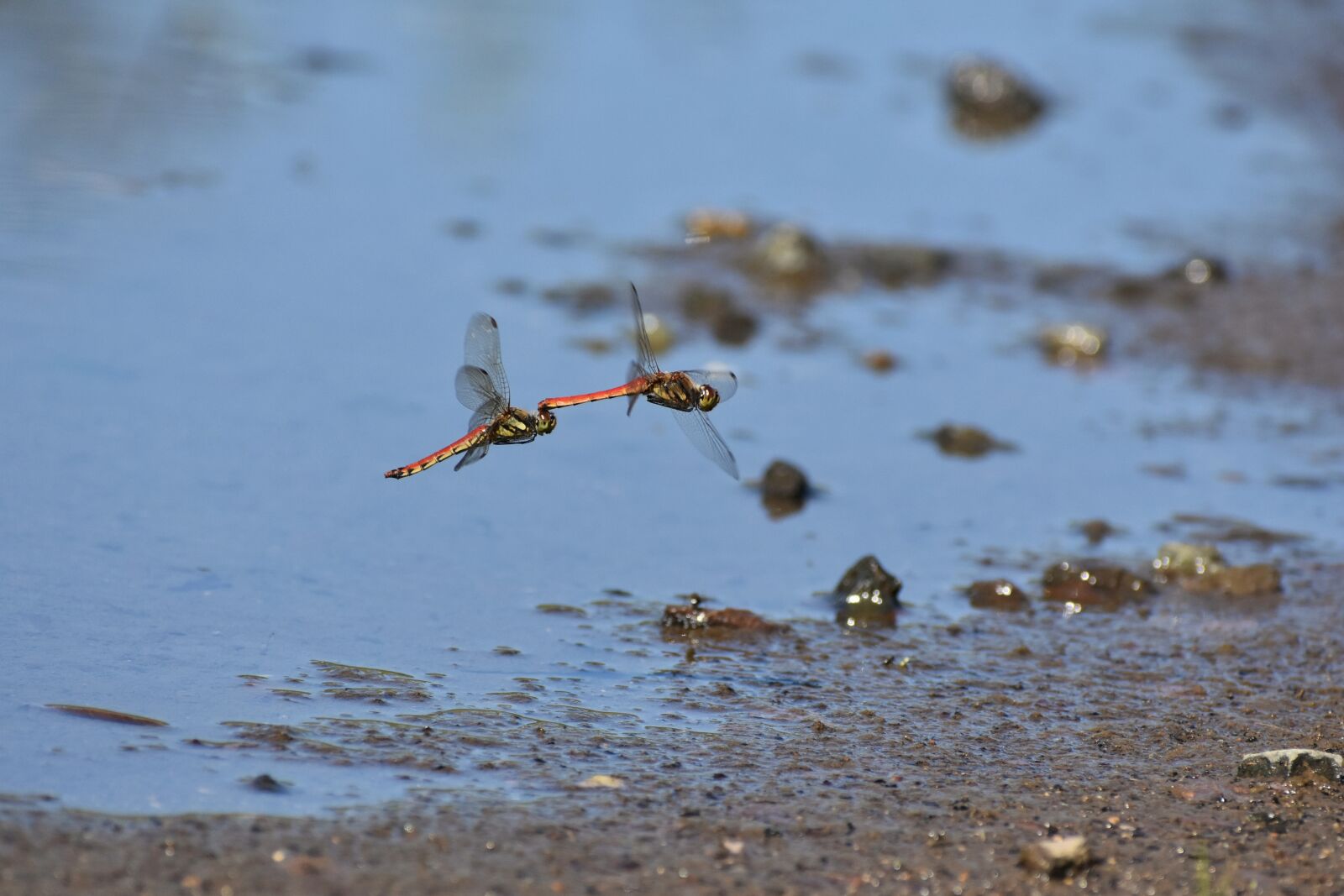 Nikon D7200 sample photo. Natural, landscape, pond photography