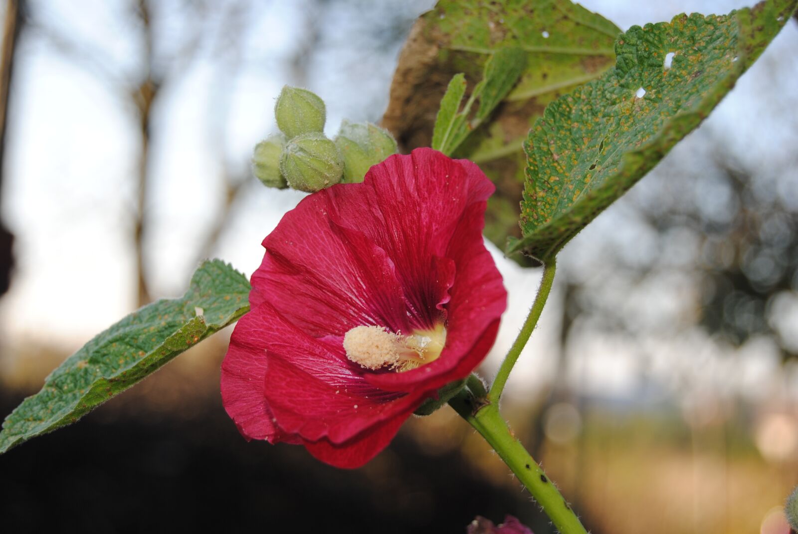 Nikon D3000 sample photo. Red, flower, nature photography