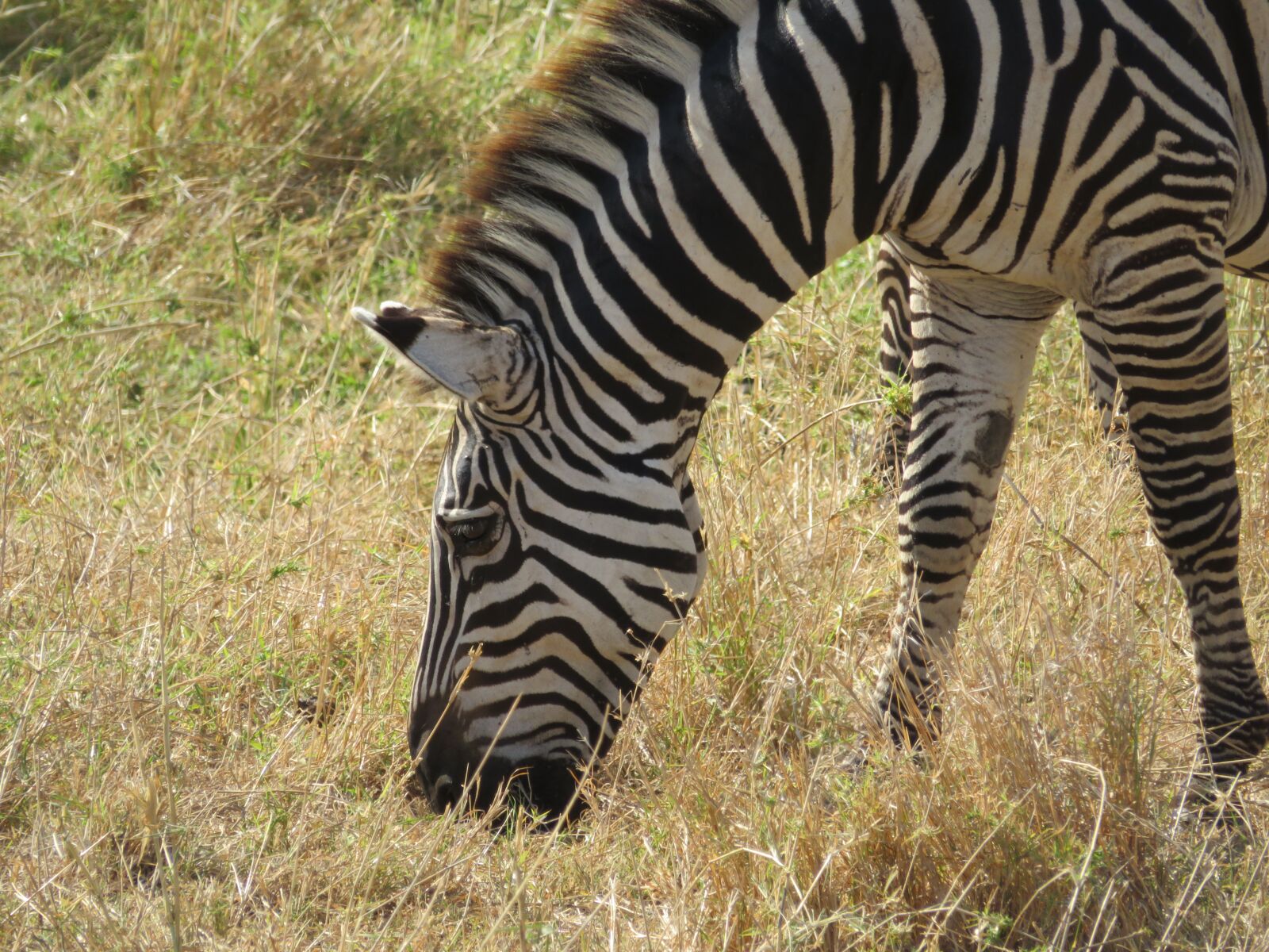 Canon PowerShot SX720 HS sample photo. Tanzania, animals, nature photography