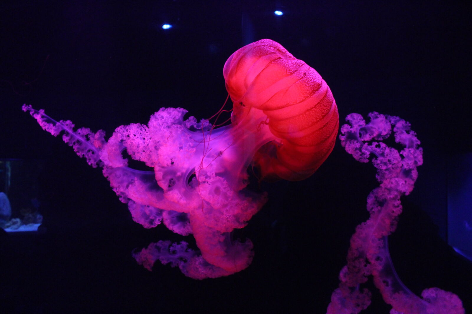 Canon EOS 700D (EOS Rebel T5i / EOS Kiss X7i) sample photo. Colorful, fish, jelly, jellyfish photography