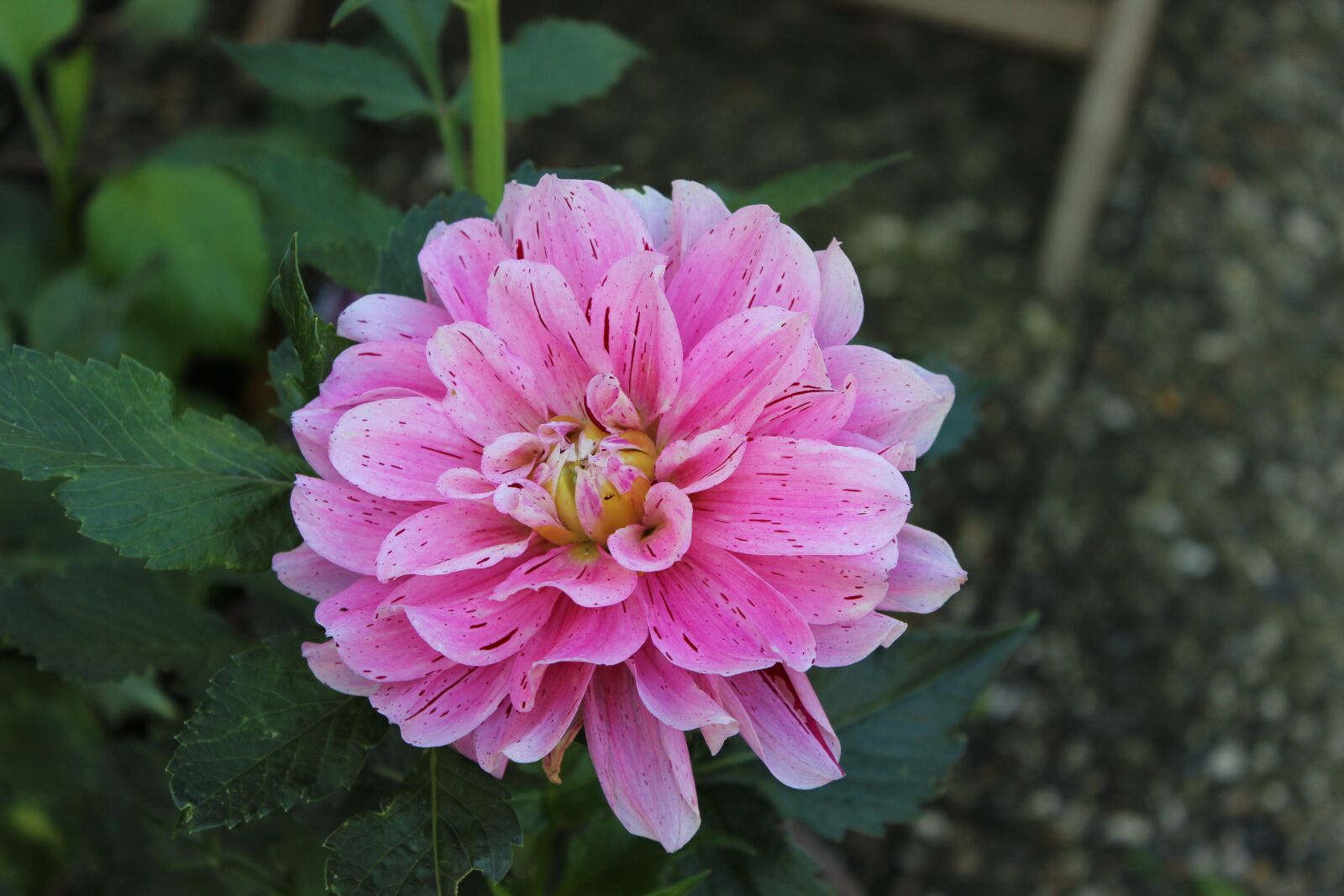 Canon EOS 600D (Rebel EOS T3i / EOS Kiss X5) sample photo. Dahlia, flower, blossom photography