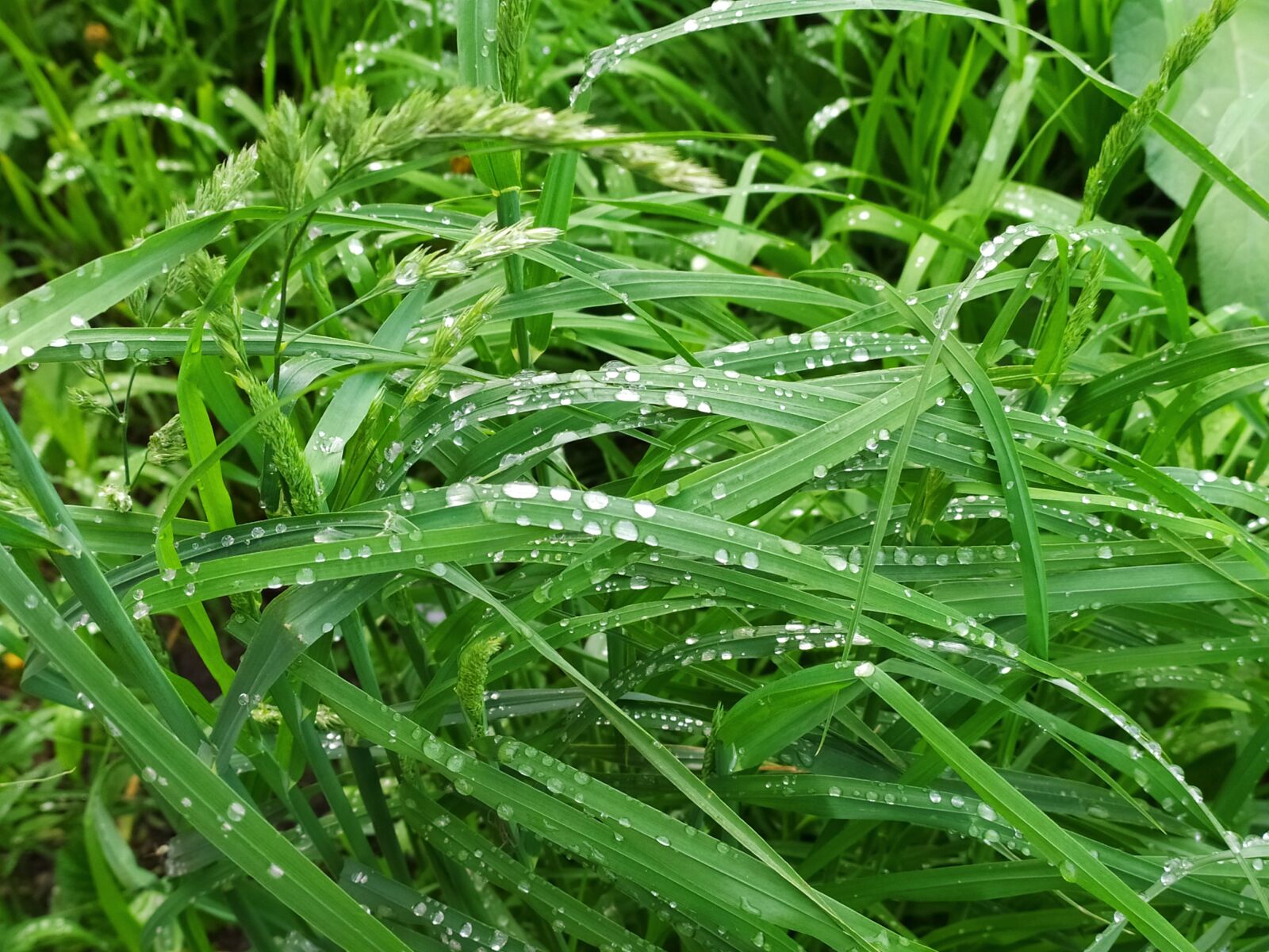 Xiaomi Redmi Note 8T sample photo. Summer, grass, green photography