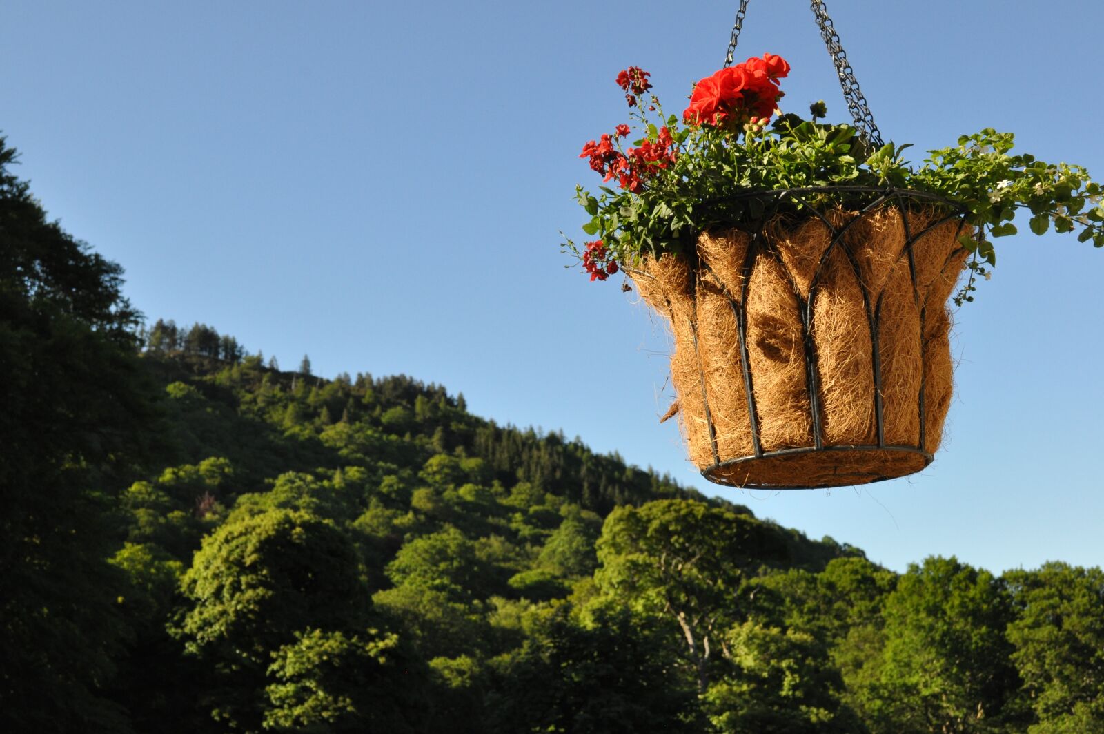 Nikon D90 sample photo. Flowers, nature, landscape photography