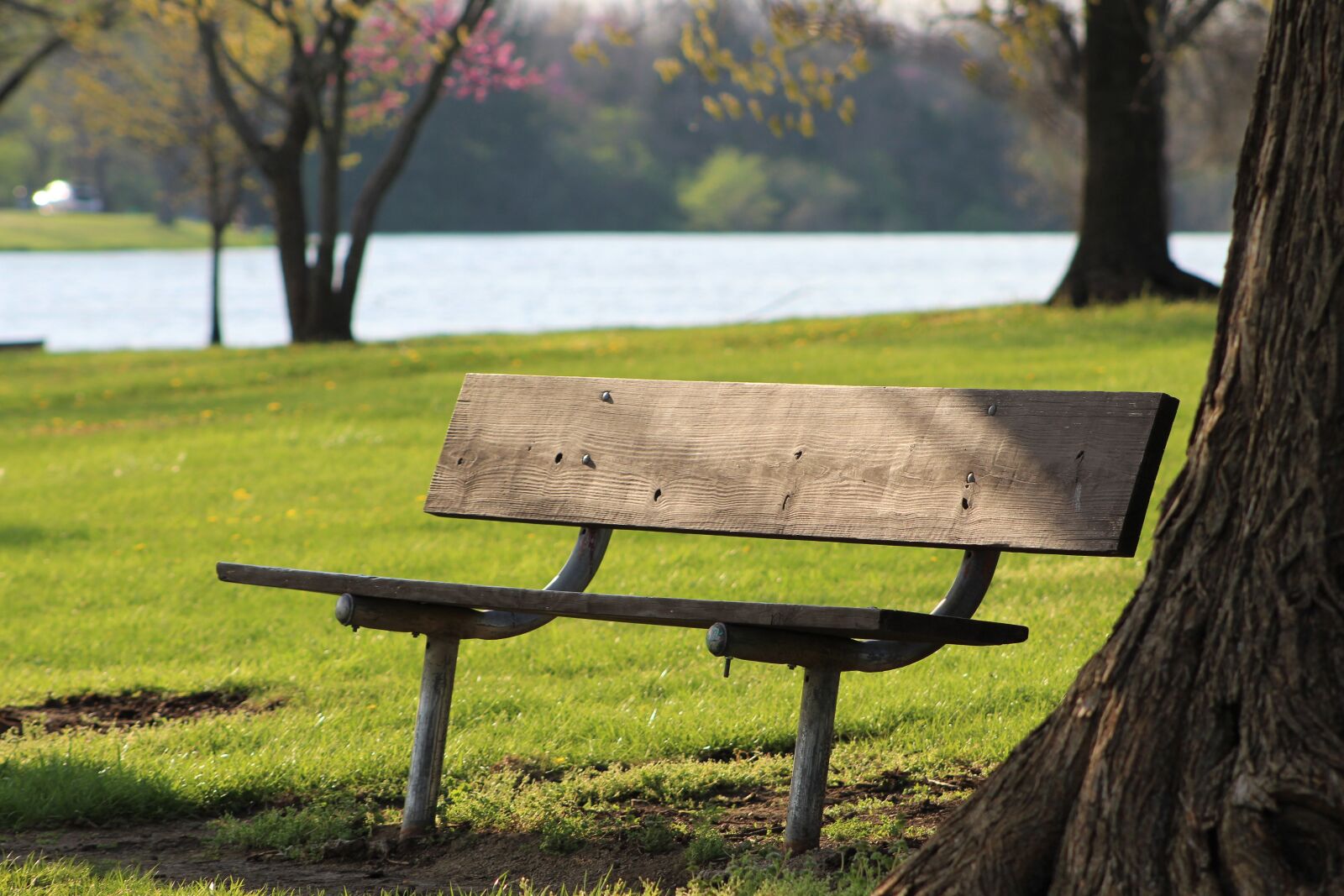 Canon EF75-300mm f/4-5.6 sample photo. Bench, park, sunlit photography
