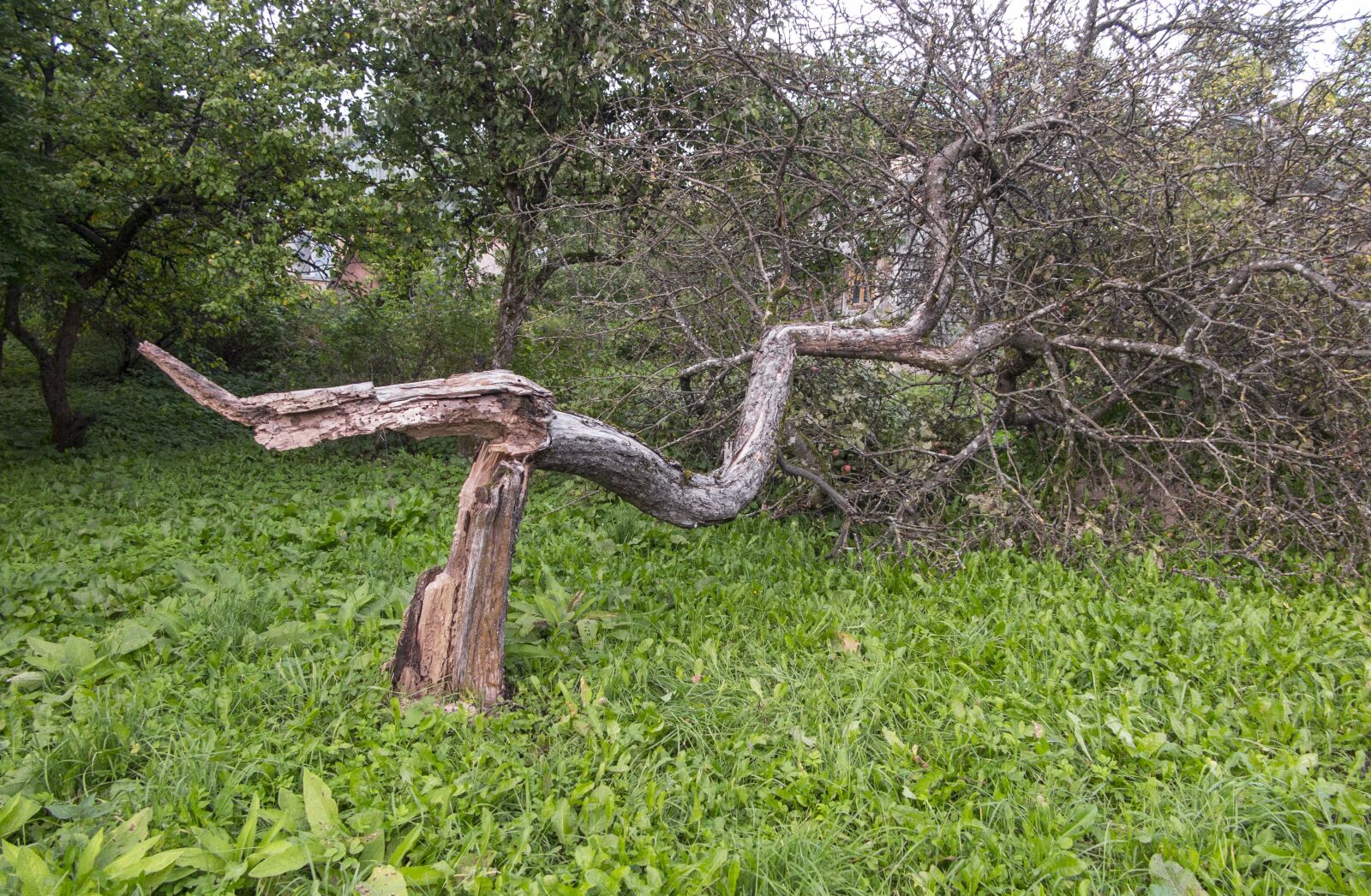 Canon PowerShot G1 X Mark II sample photo. Broken, tree, storm photography
