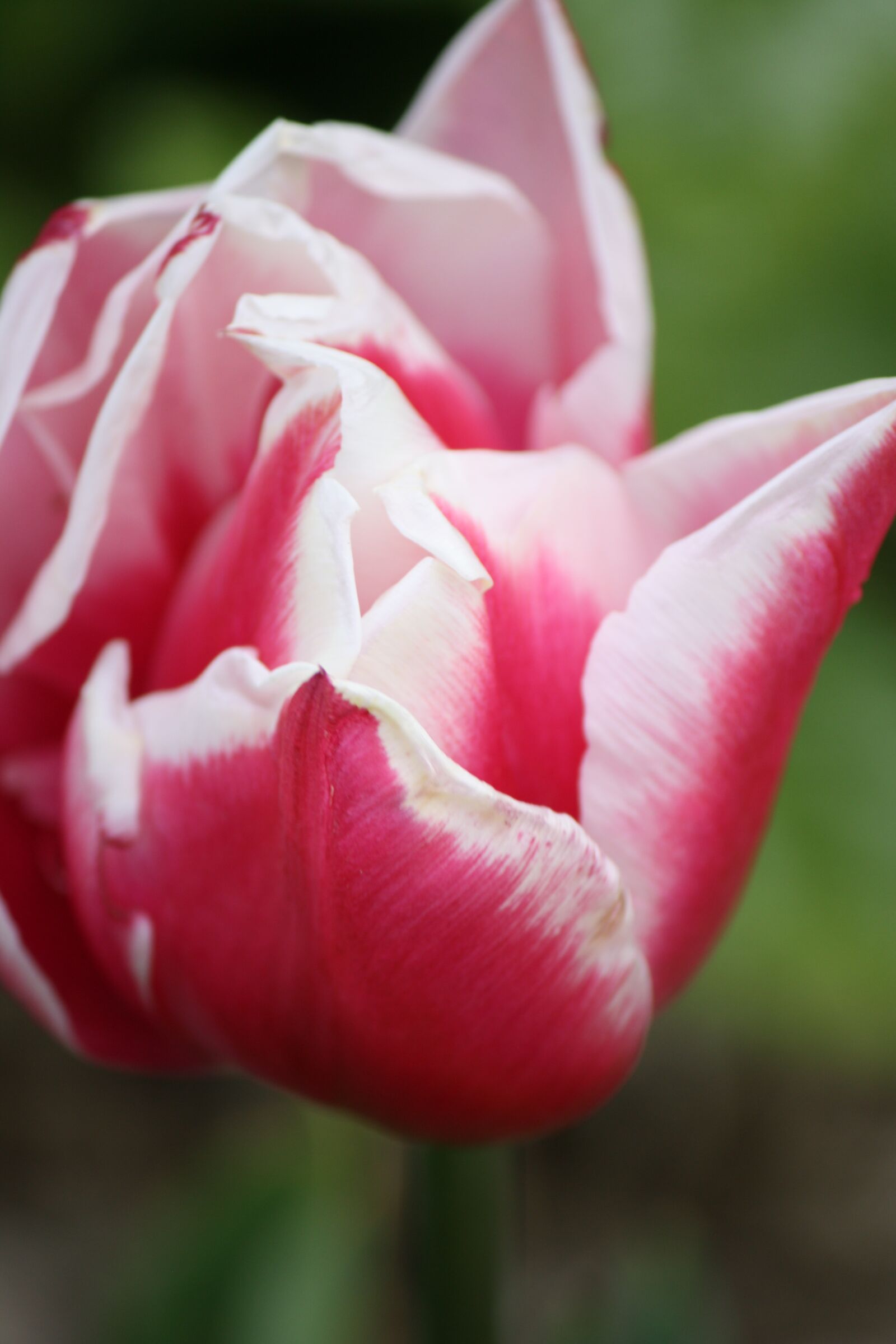 Canon EOS 1000D (EOS Digital Rebel XS / EOS Kiss F) sample photo. Tulip, flower, nature photography