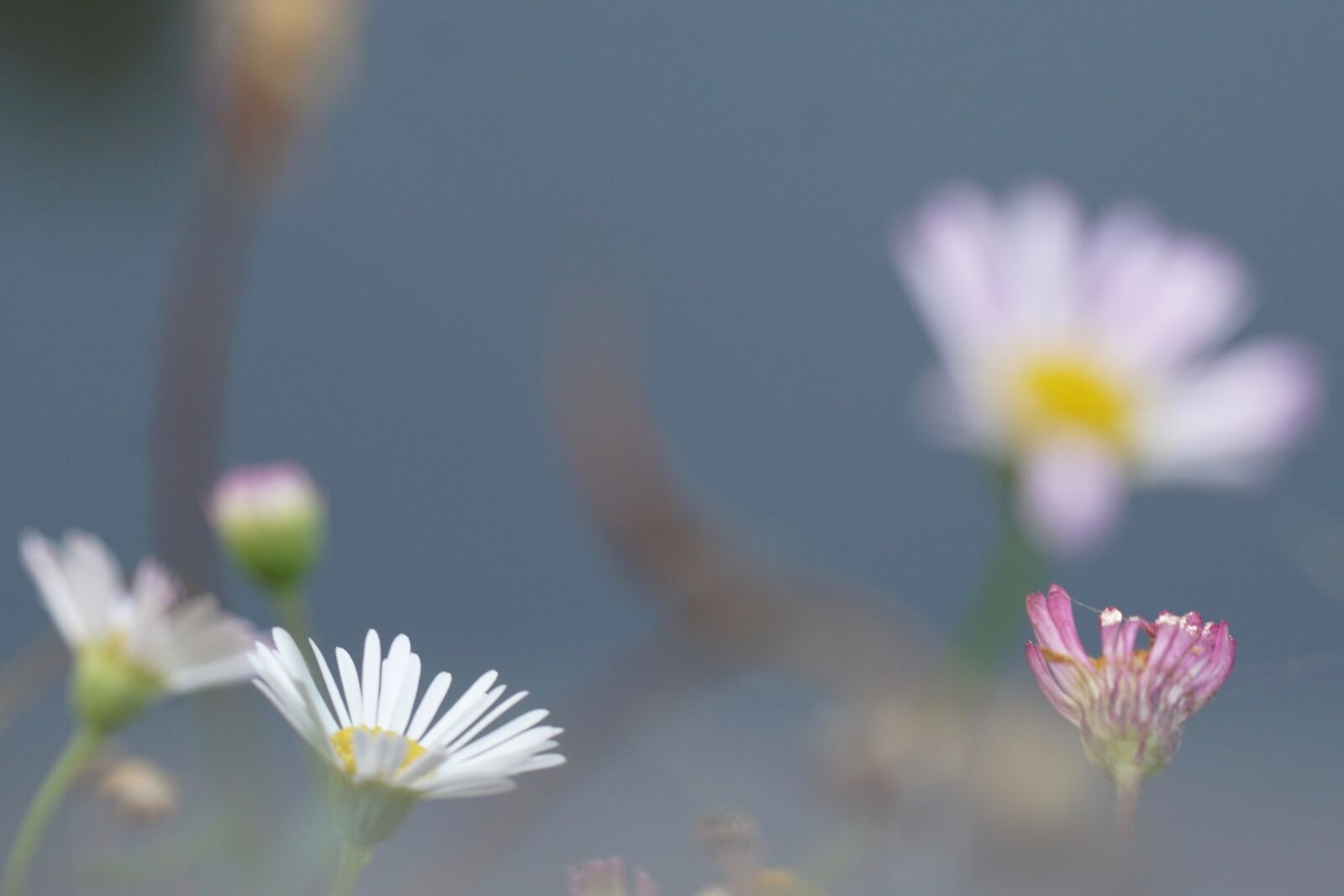 Sony a6000 sample photo. Flowers, atmosphere, bokeh photography