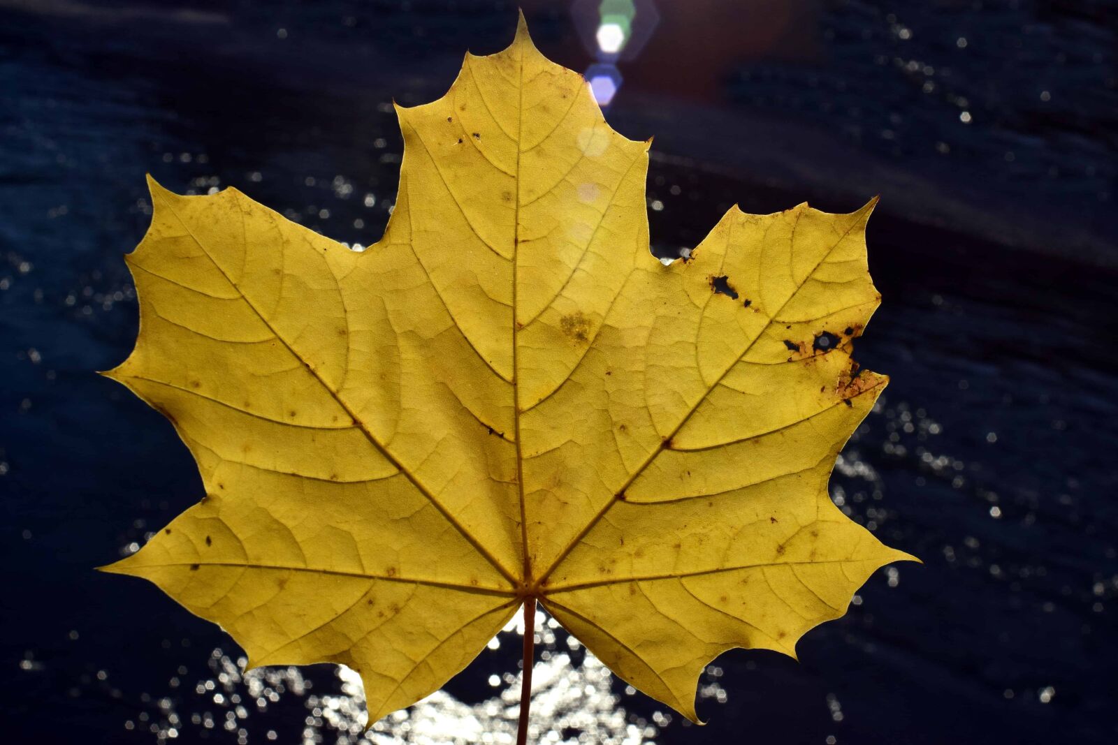 Nikon D3300 sample photo. Nature, leaf, autumn, yellow photography