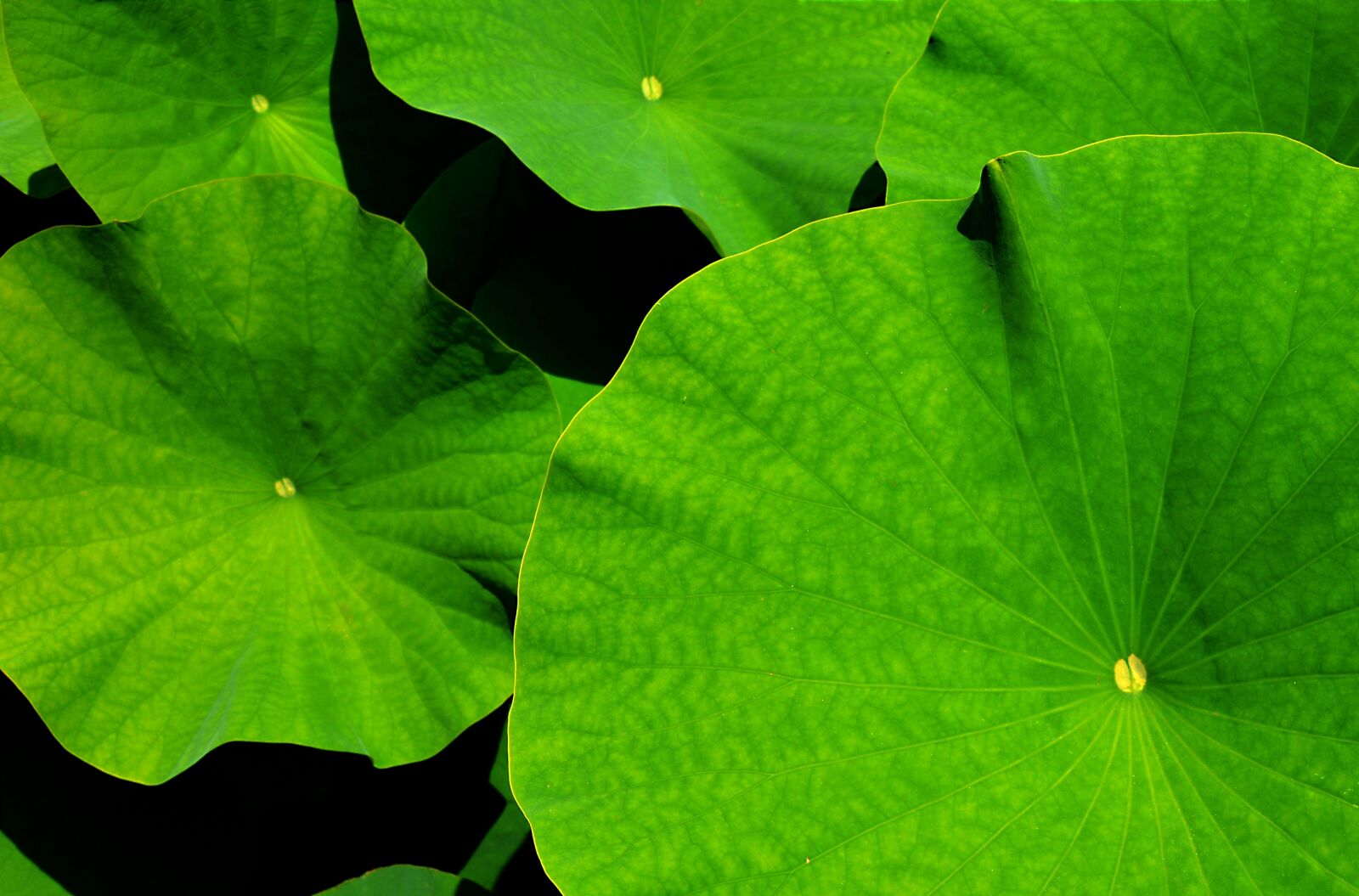 Nikon D3200 sample photo. Giant leaf, lotus, lotus photography