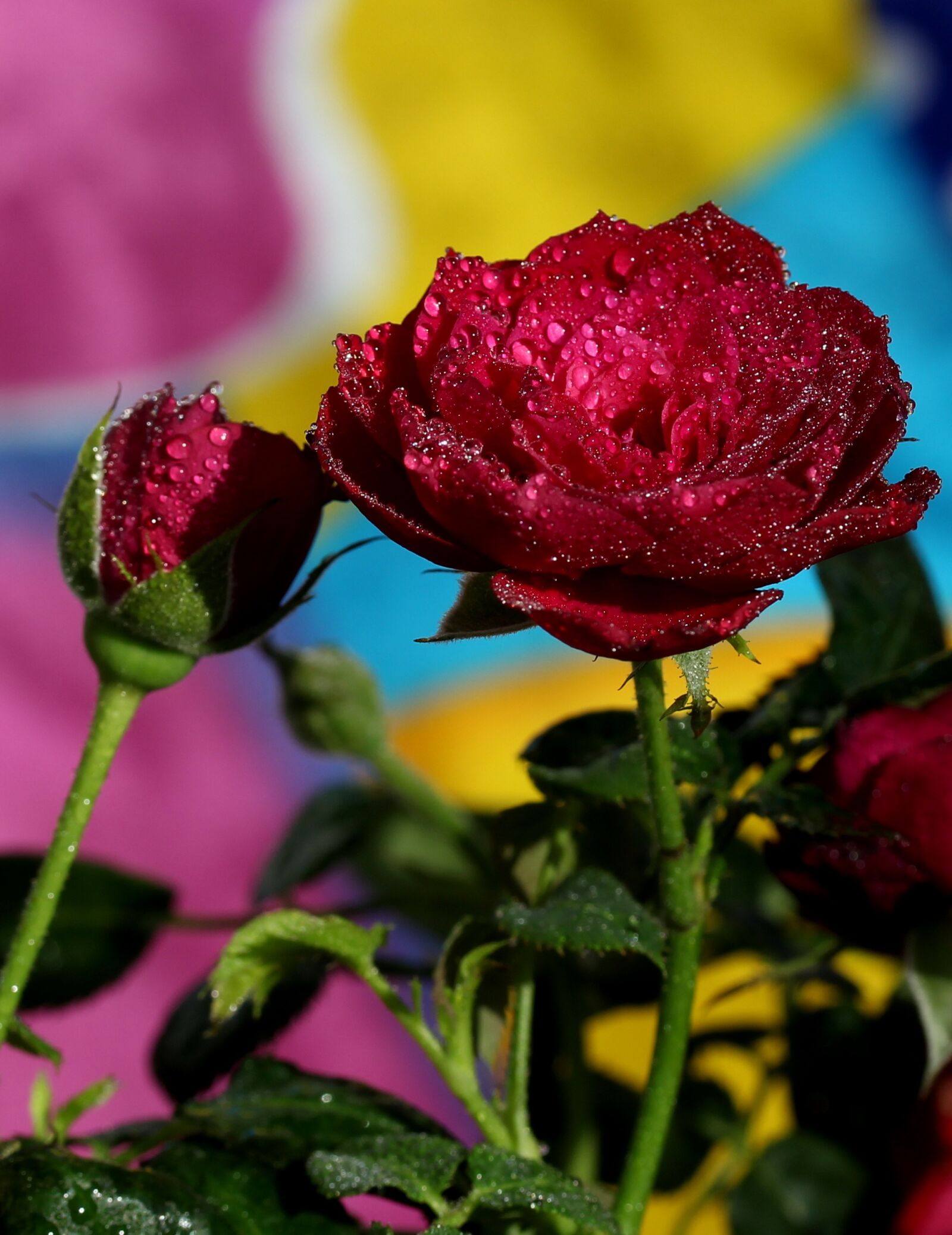 Canon EF-S 60mm F2.8 Macro USM sample photo. Rose, red, wet photography