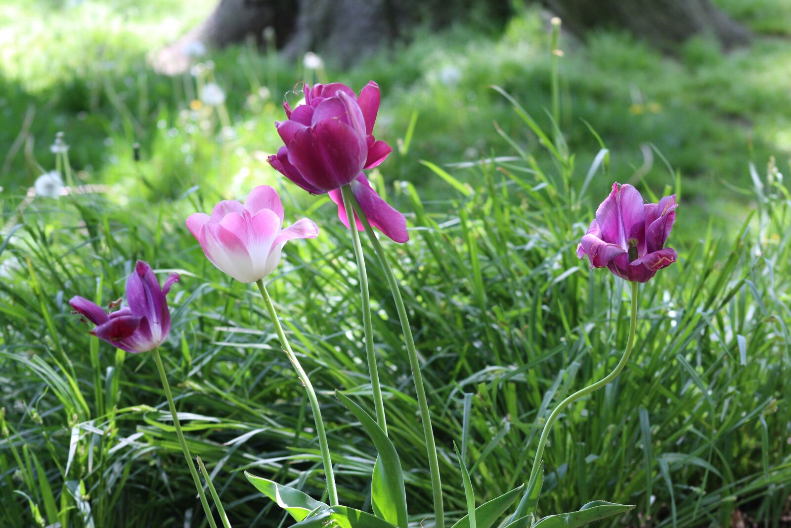 Canon EOS 700D (EOS Rebel T5i / EOS Kiss X7i) sample photo. Nature, flowers, tulips photography