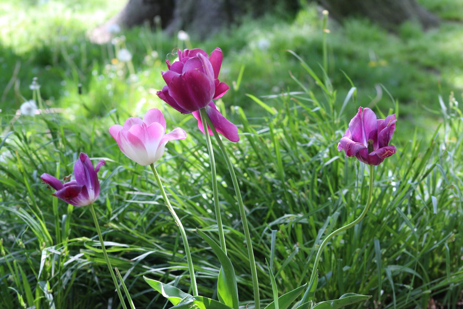 Canon EOS 700D (EOS Rebel T5i / EOS Kiss X7i) + Canon EF 75-300mm f/4-5.6 USM sample photo. Nature, flowers, tulips photography