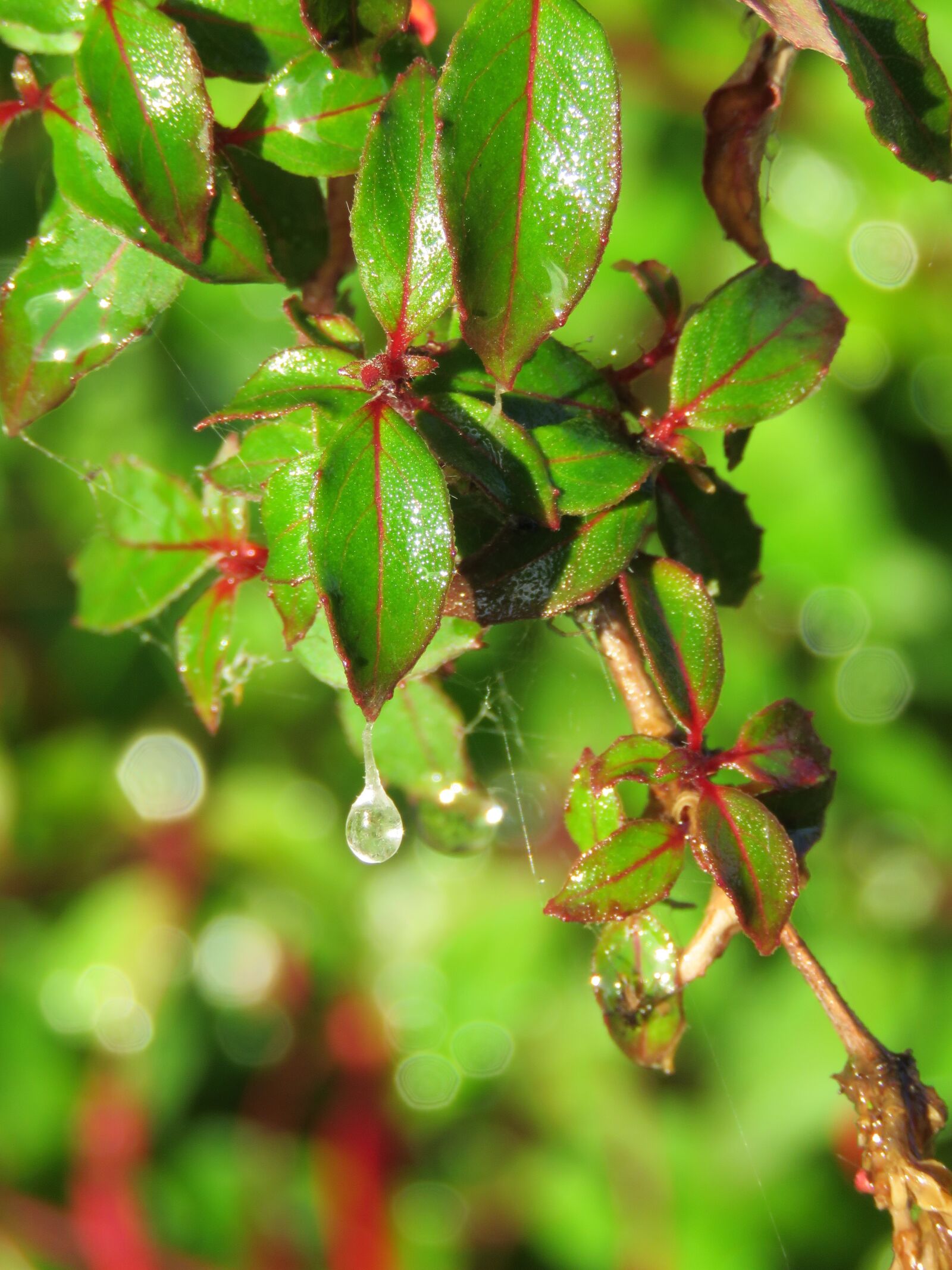 Canon PowerShot SX60 HS sample photo. Drop, rain, fuchsia photography