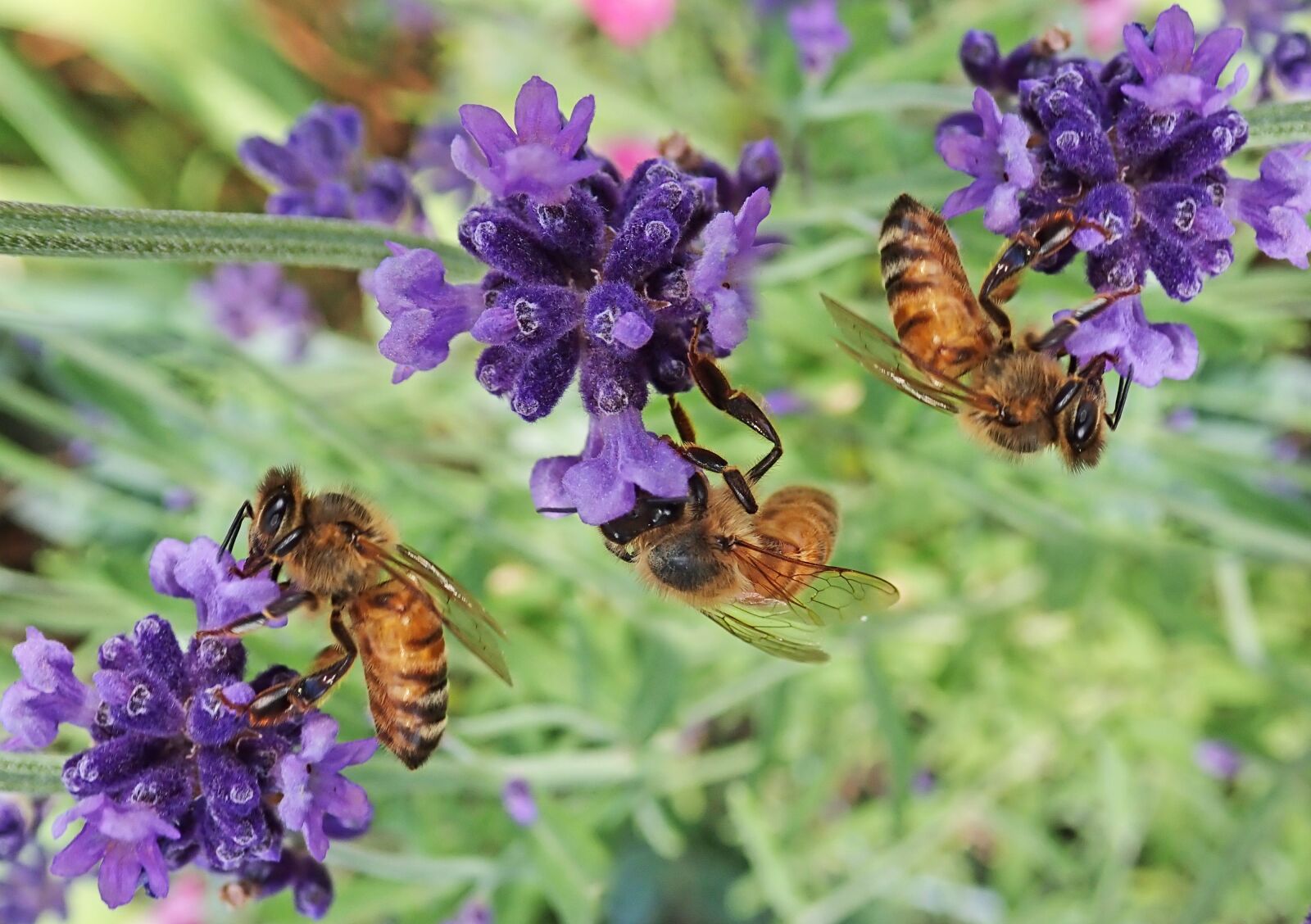 Olympus TG-5 sample photo. Bees, insects, lavender photography