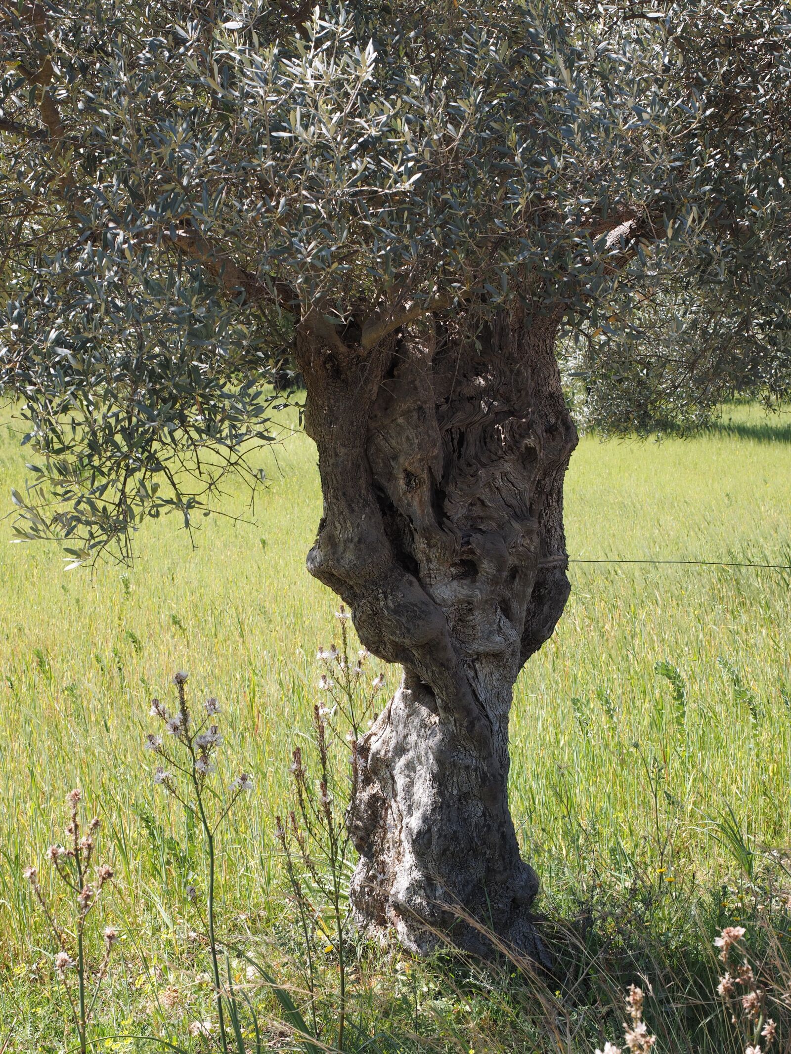Olympus OM-D E-M1 + Olympus M.Zuiko Digital ED 12-40mm F2.8 Pro sample photo. Tribe, gnarled, old photography