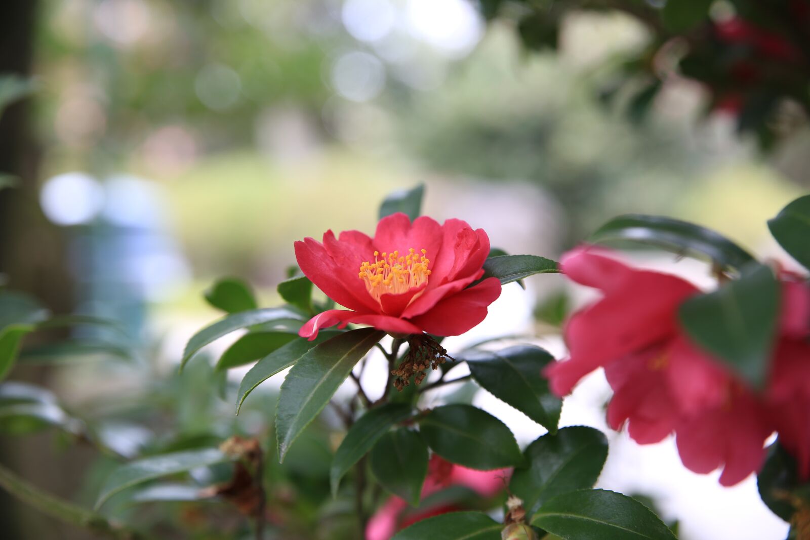 Canon EOS 6D sample photo. Camellia, red, flowers photography