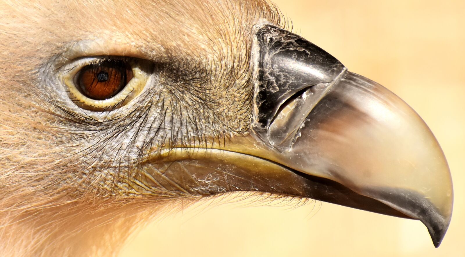 Nikon D7200 sample photo. Vulture, bird, bird of photography
