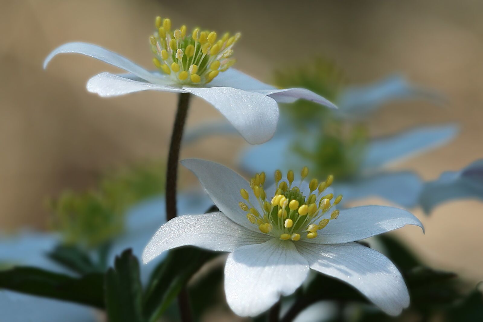Canon EOS 20D sample photo. Flower, the nature of photography