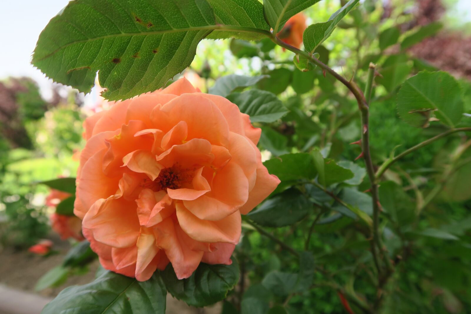 Canon PowerShot G7 X sample photo. Rose, orange roses, leaves photography