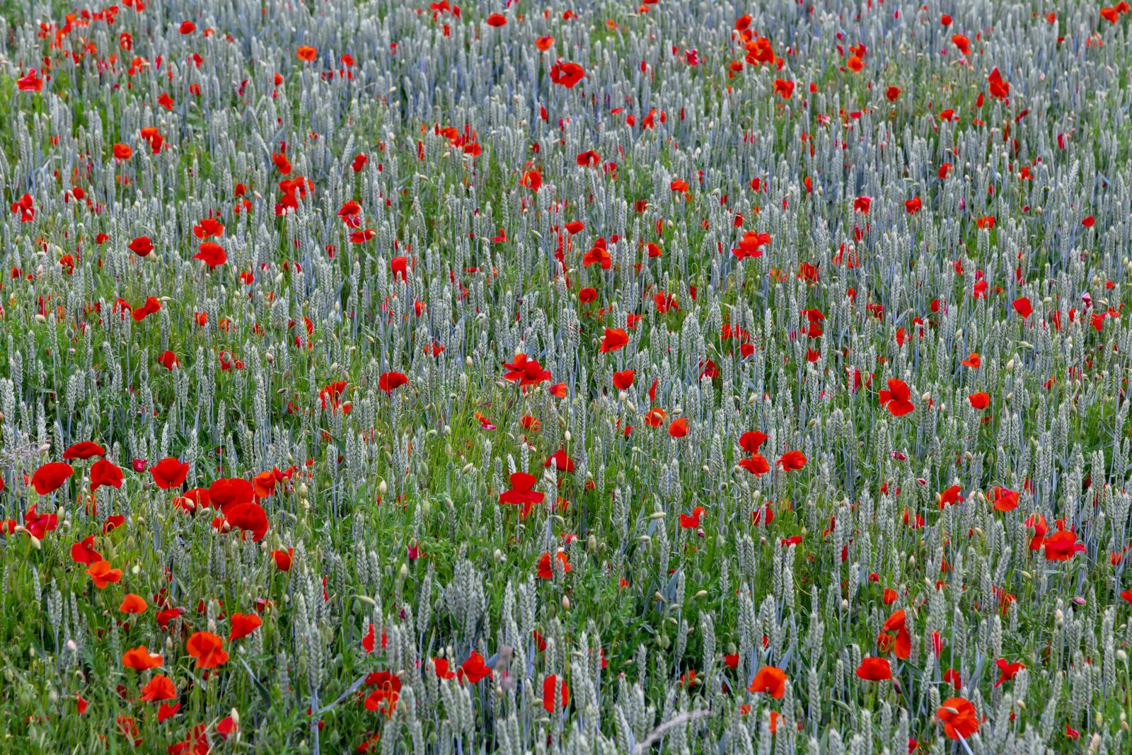 Canon EOS 6D + Canon EF 24-105mm F4L IS USM sample photo. Field of poppies, poppies photography