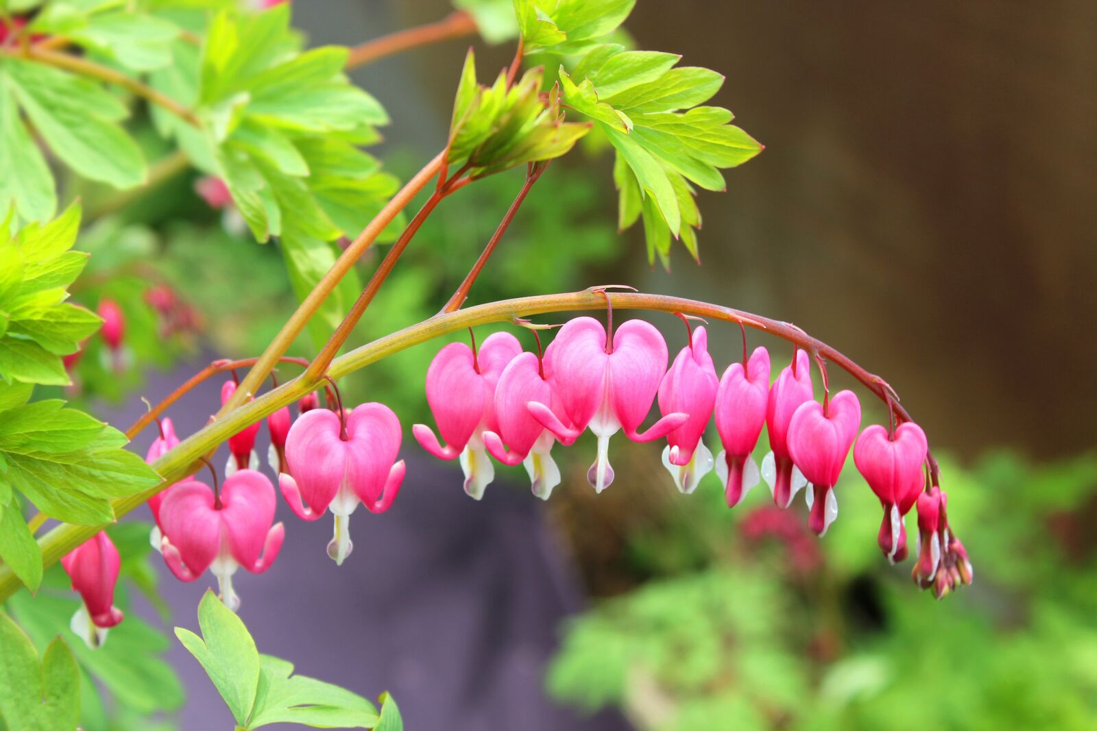 Canon EOS 550D (EOS Rebel T2i / EOS Kiss X4) sample photo. Nature, flowers, bleeding heart photography