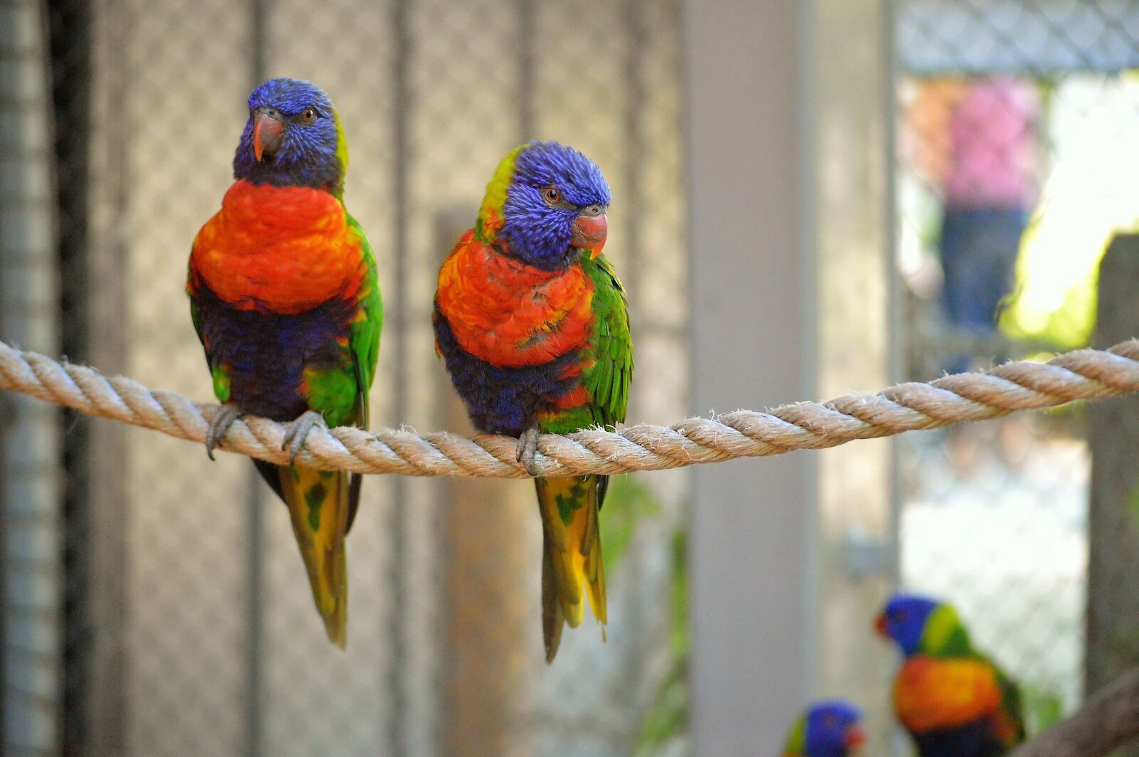 Nikon D3200 sample photo. Bird, two, colorful photography
