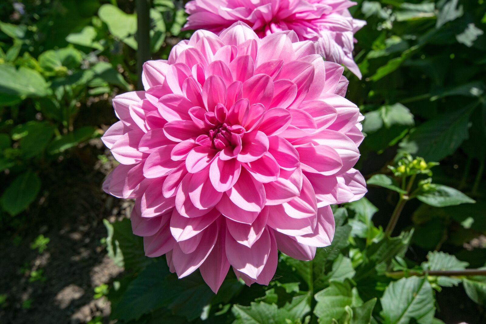 Nikon D5300 sample photo. Dahlia, flowers, pink photography