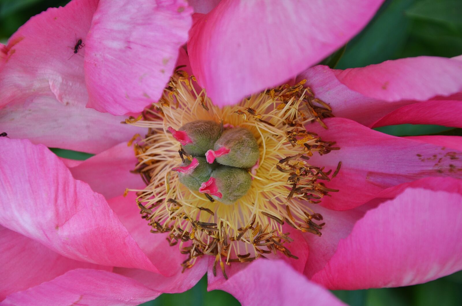 Nikon D7000 sample photo. Flower, wild plants, summer photography