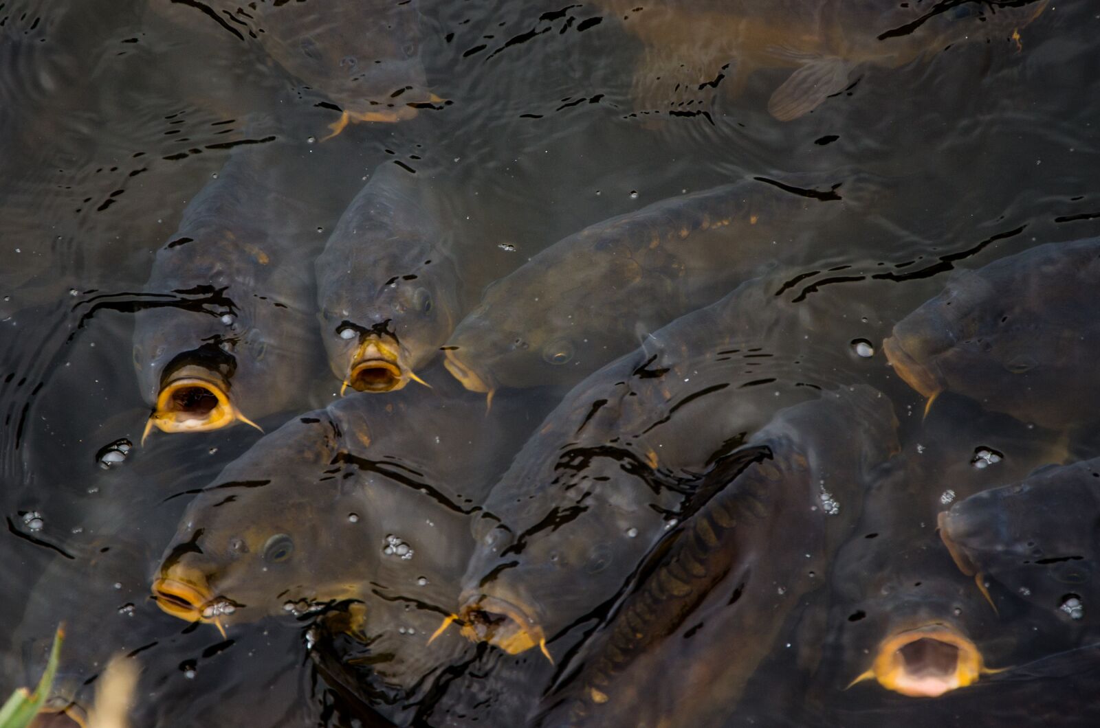 Nikon D5100 sample photo. Carp, fish, cyprinus carpio photography