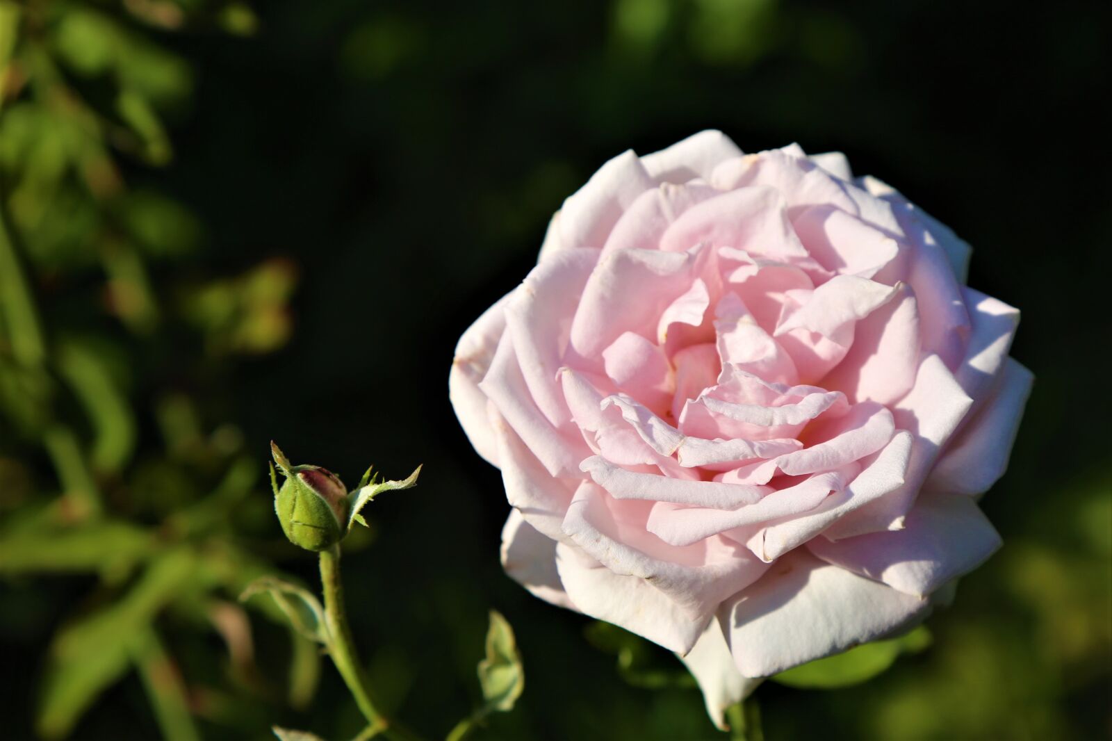 Canon EOS 5D Mark III sample photo. Rose, nature, pink photography