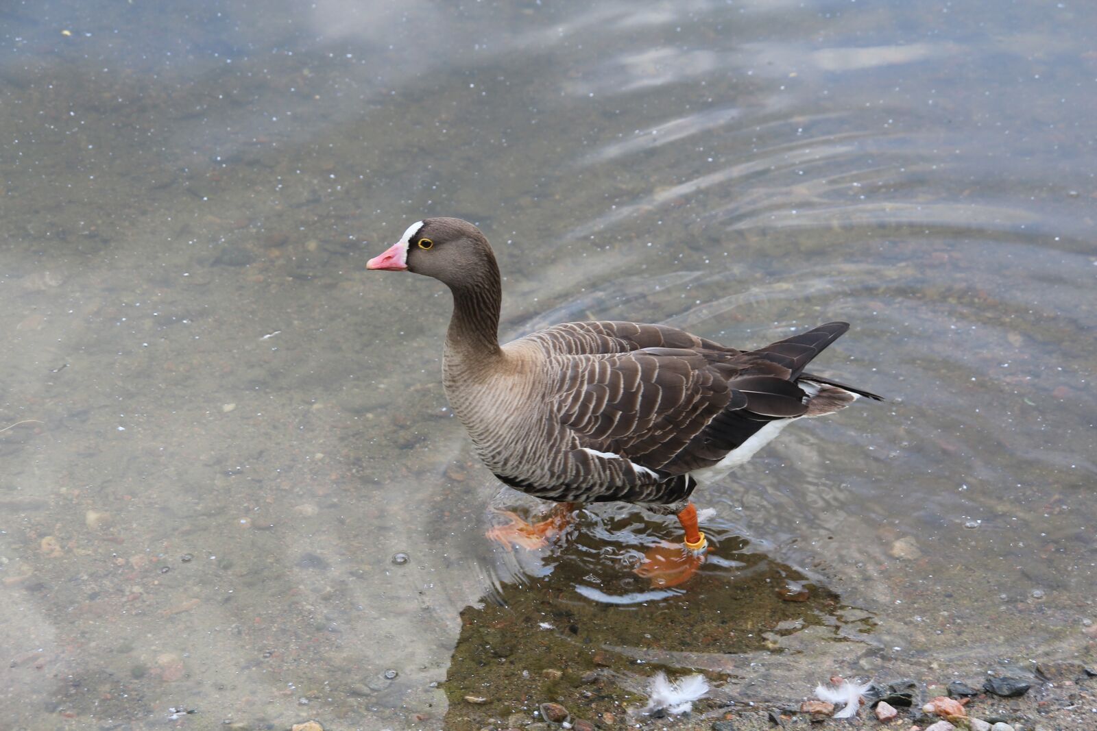 Canon EOS 1200D (EOS Rebel T5 / EOS Kiss X70 / EOS Hi) sample photo. Goose, nature, bird photography
