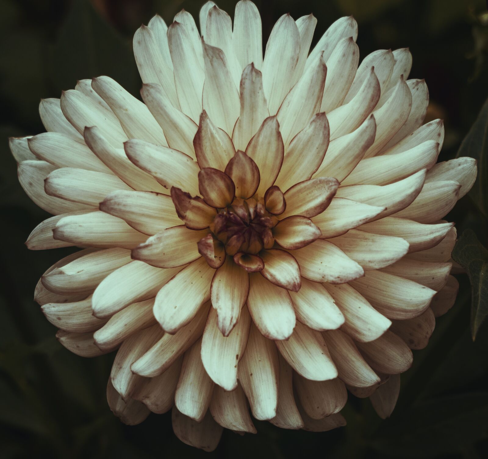 Canon EF 70-300 F4-5.6 IS II USM sample photo. Flower, dahlia, garden photography