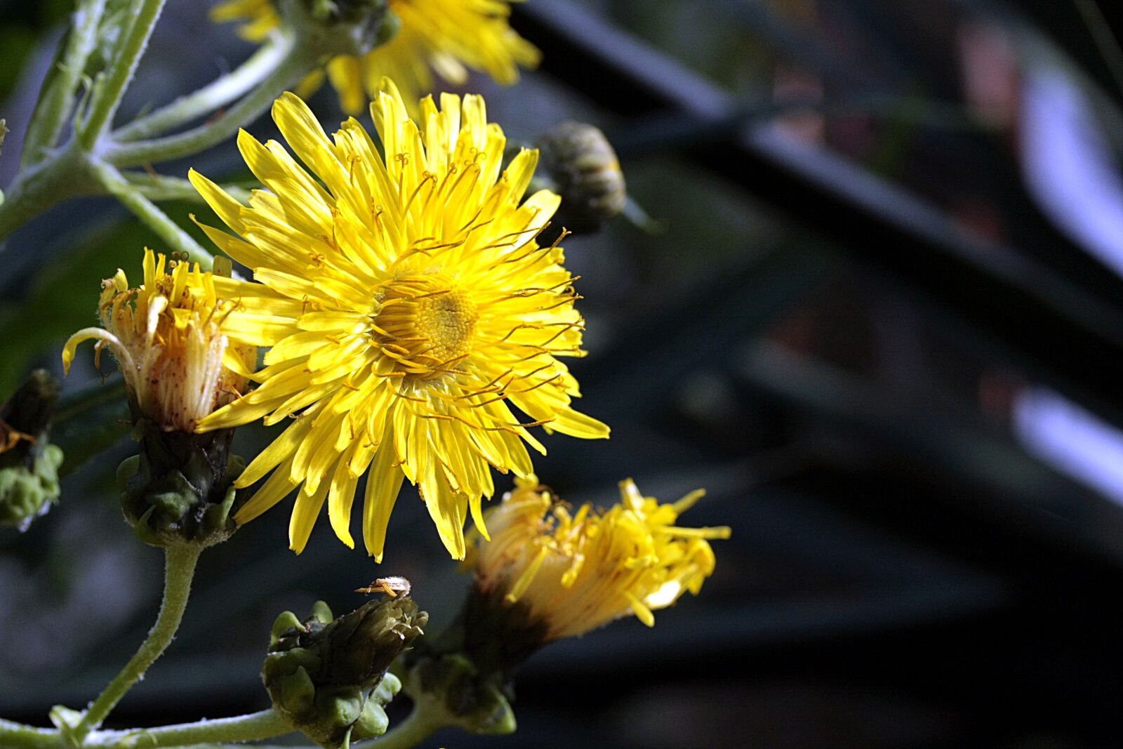 Canon EOS 40D sample photo. Blossom, bloom, dandelion photography