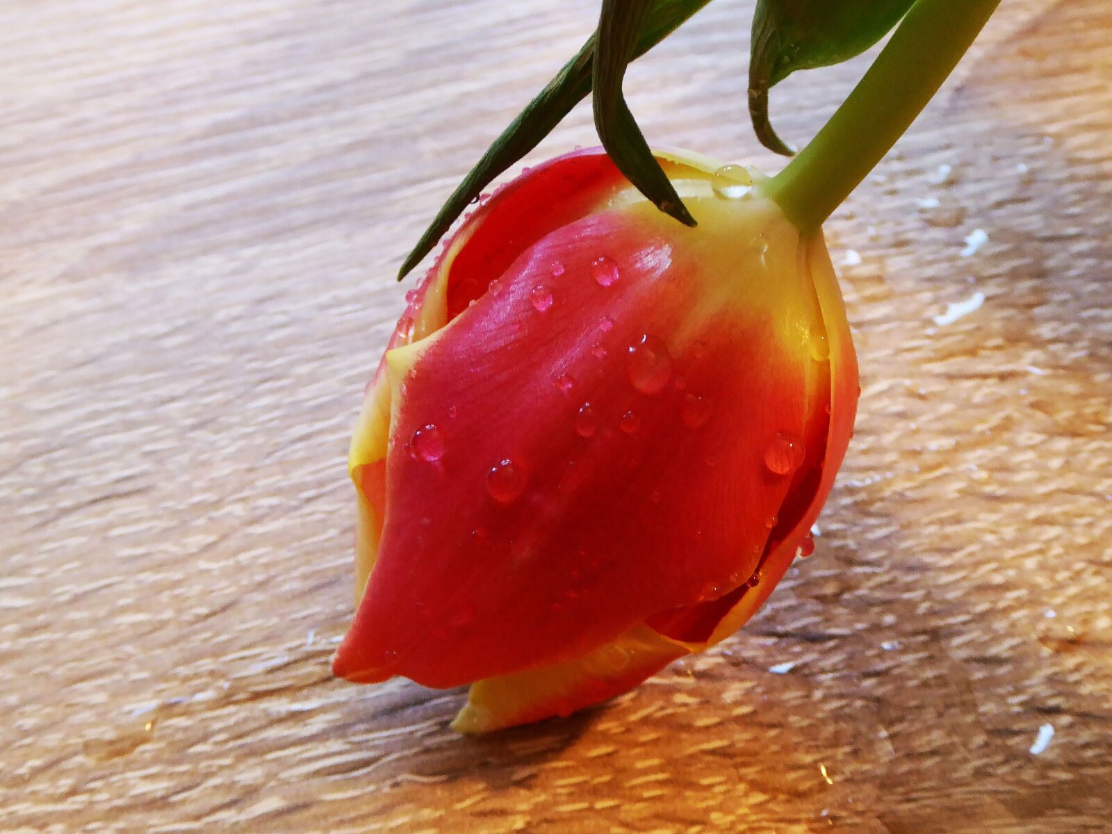 Panasonic DMC-TZ61 sample photo. Spring, tulip, salmon photography