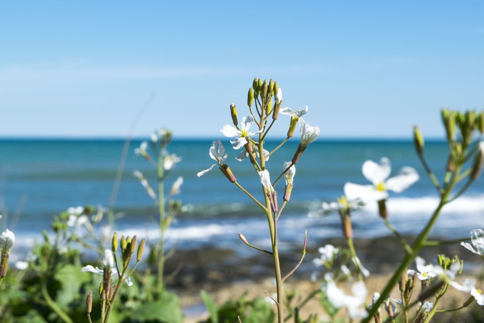 Nikon D5300 sample photo. Nature, summer, flower photography