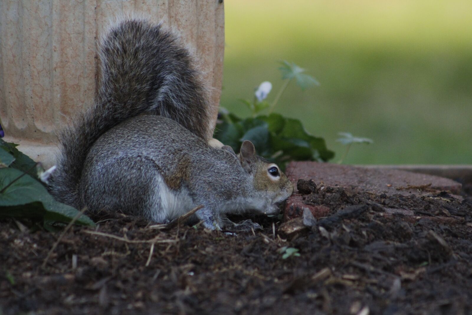 Canon EOS 550D (EOS Rebel T2i / EOS Kiss X4) sample photo. Mammal, squirrel, rodent photography