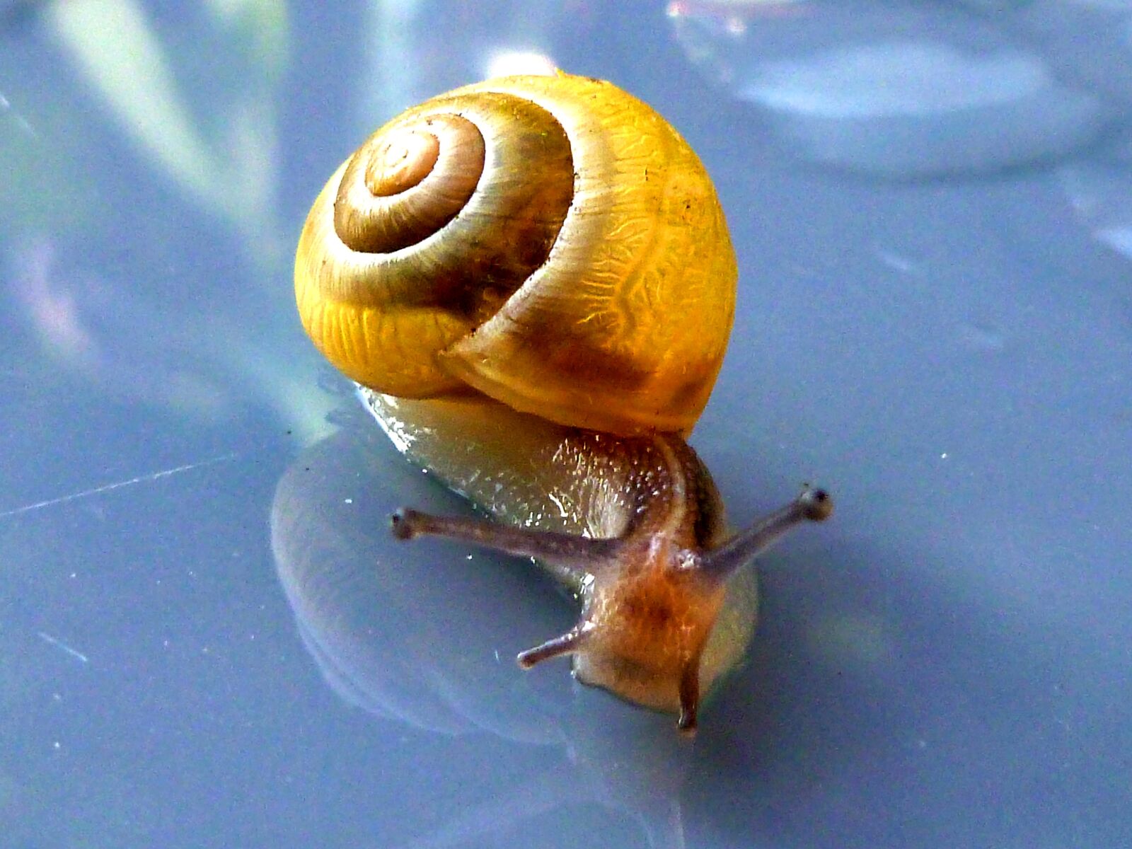 Panasonic DMC-FS37 sample photo. Snail, shell, mollusk photography