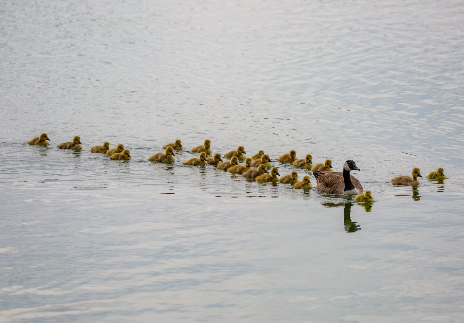 Canon EOS 5D Mark III sample photo. Geese and goslings, geese photography