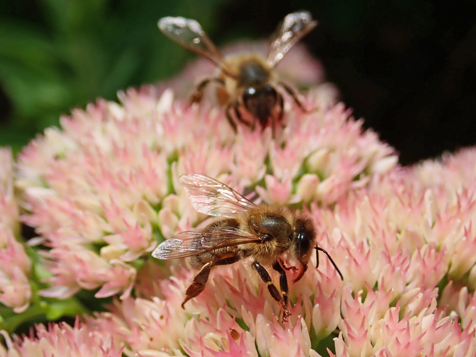 Olympus TG-5 sample photo. Bees, insects, flowers photography