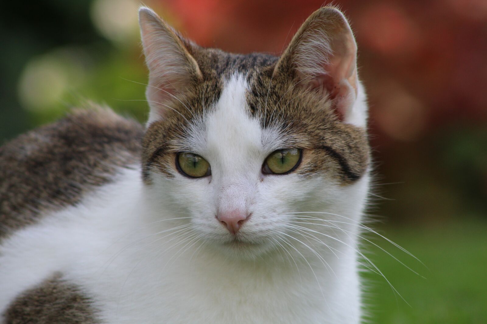 Canon EOS 600D (Rebel EOS T3i / EOS Kiss X5) sample photo. Cats, cat, white photography
