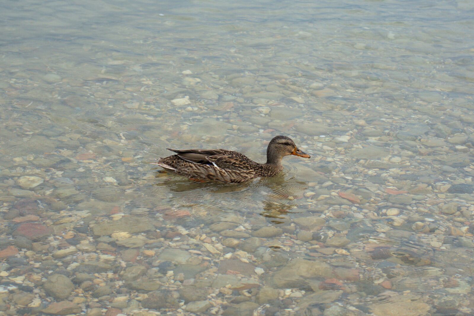 Sony FE 50mm F2.8 Macro sample photo. Duck, bird, water bird photography