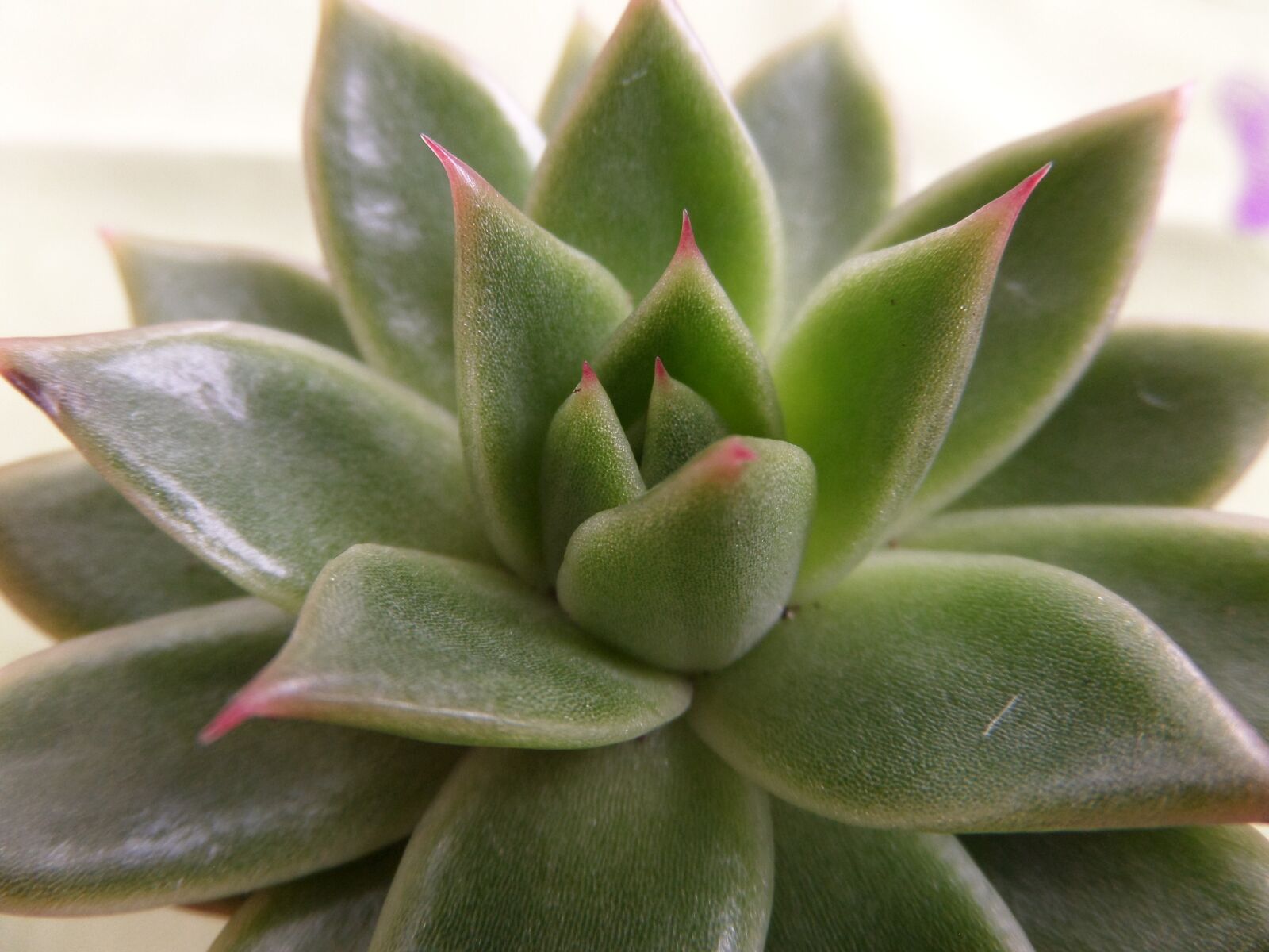 Samsung WB200F/WB201F/WB202F sample photo. Succulent, cactus, nature photography