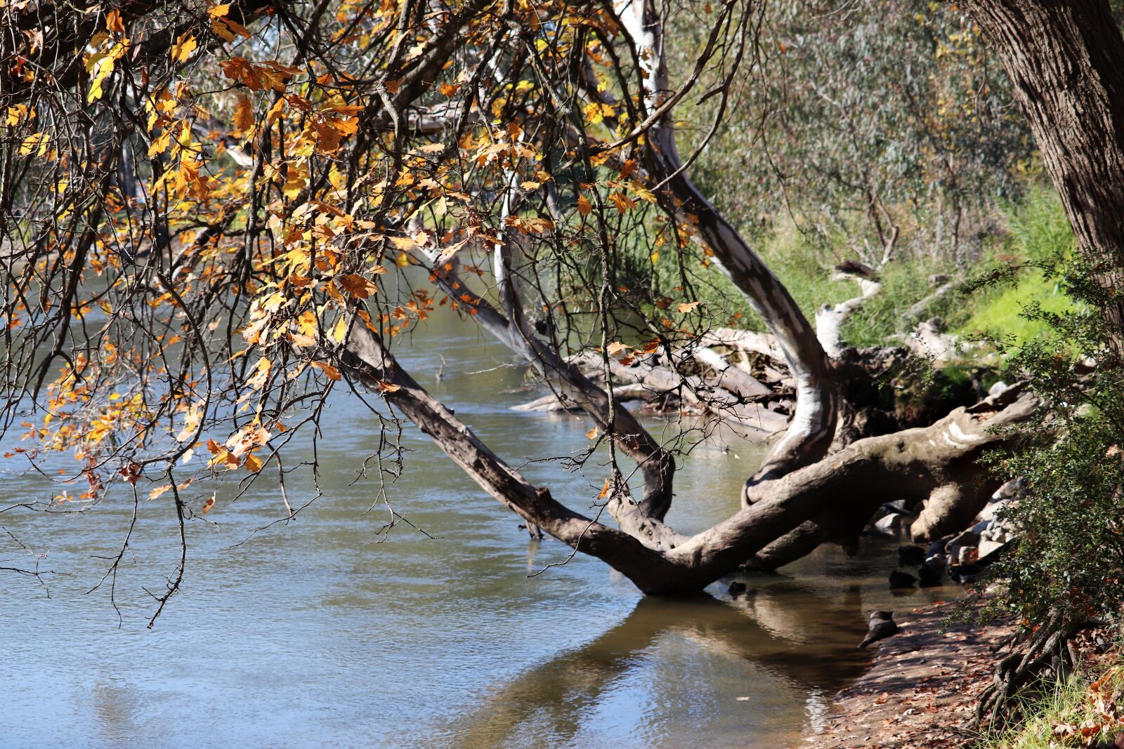 Canon EF-S 55-250mm F4-5.6 IS STM sample photo. River, water, scene photography