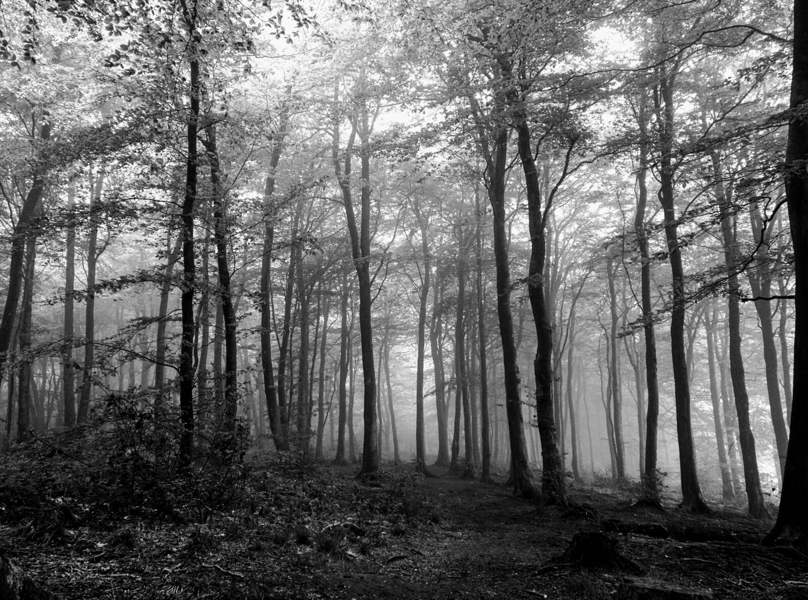 Motorola Nexus 6 sample photo. Forest, black, white photography
