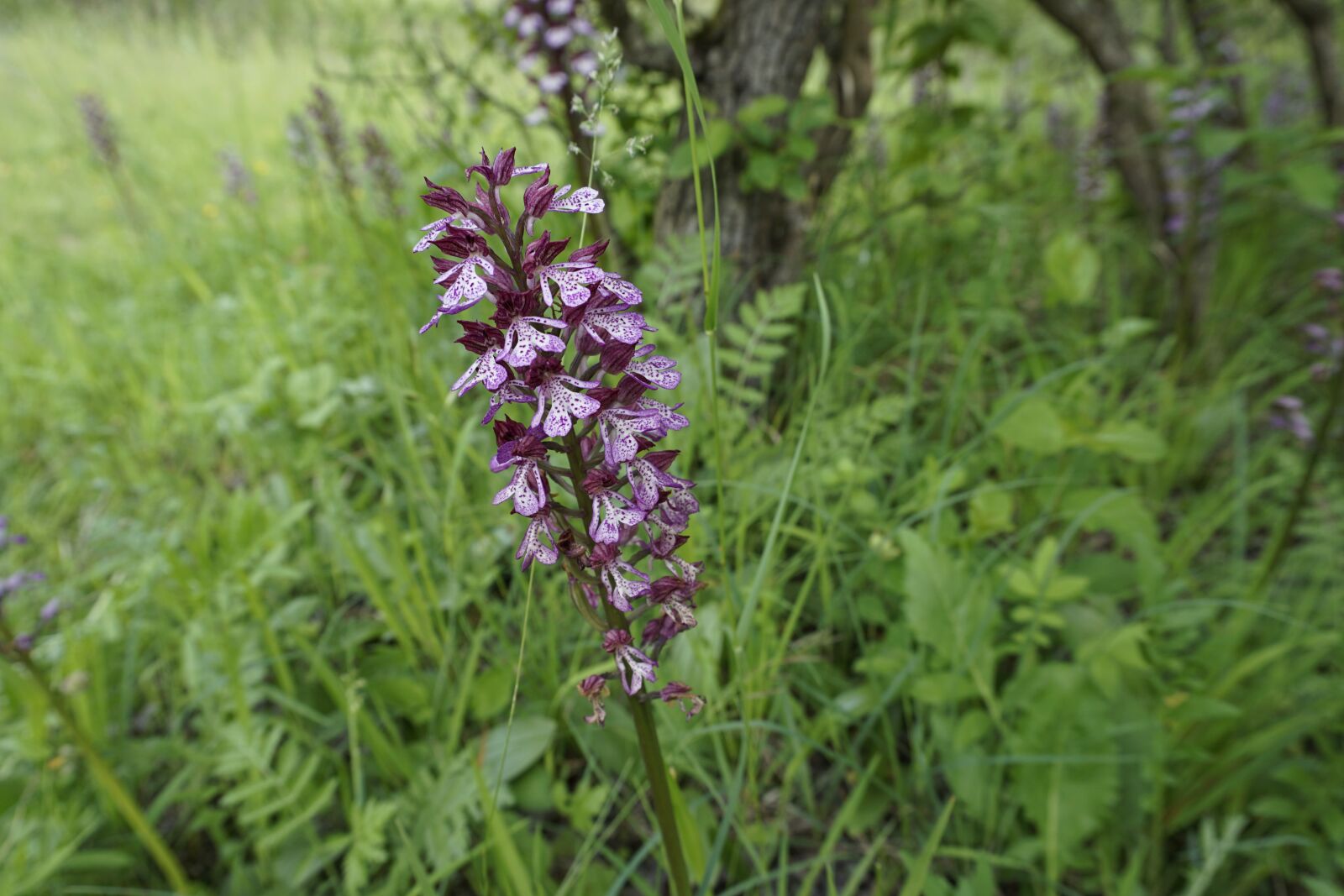 Sony E 16-50mm F3.5-5.6 PZ OSS sample photo. Purple orchid, wild orchid photography
